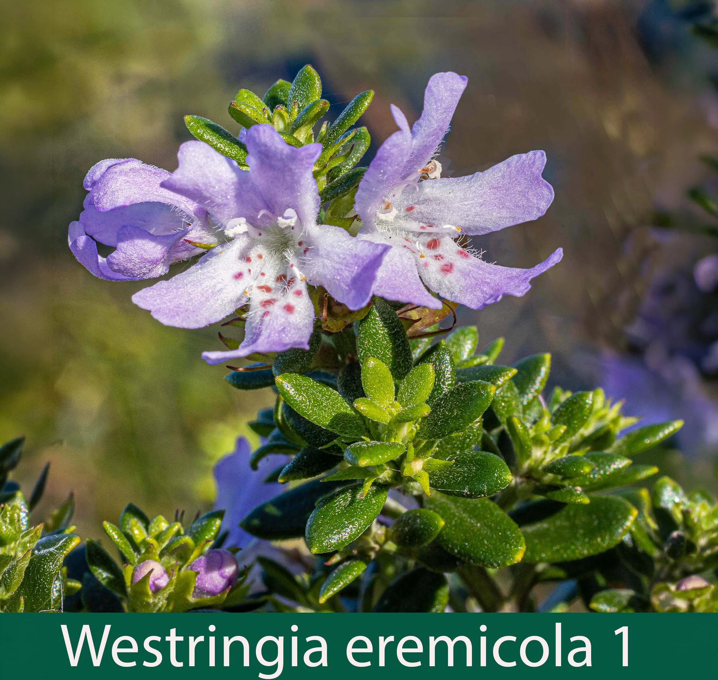Westringia eremicola 1_.jpg