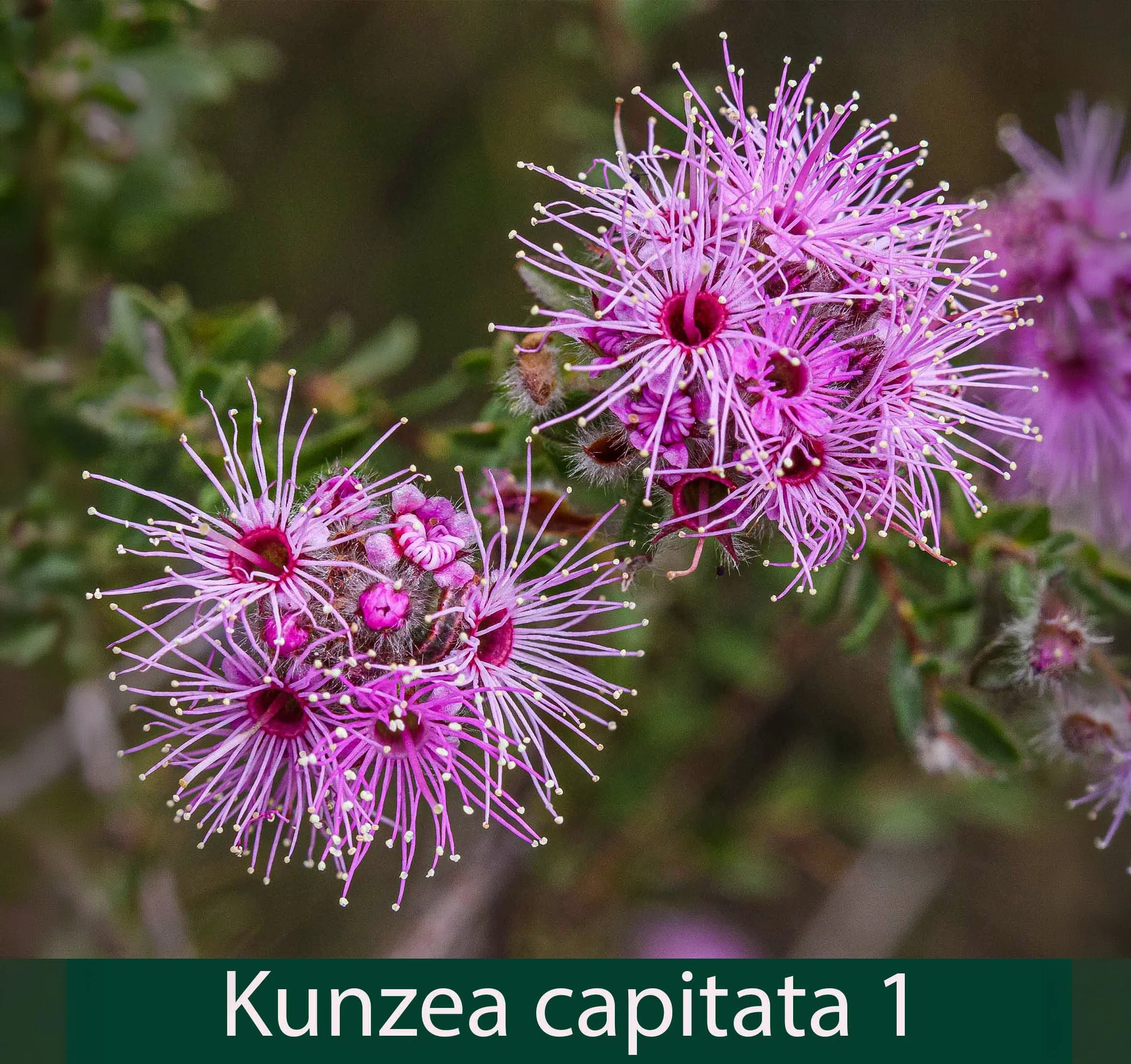 Kunzea capitata 1_.jpg
