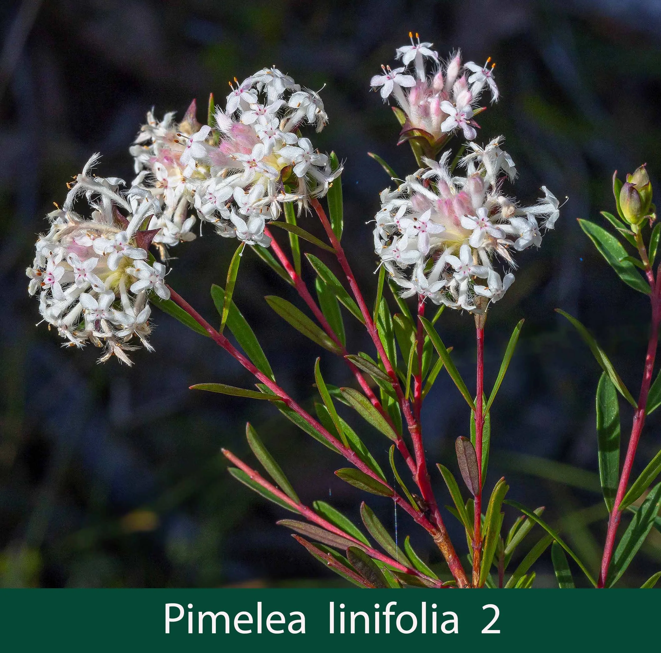 Pimelea linifolia 2_.jpg
