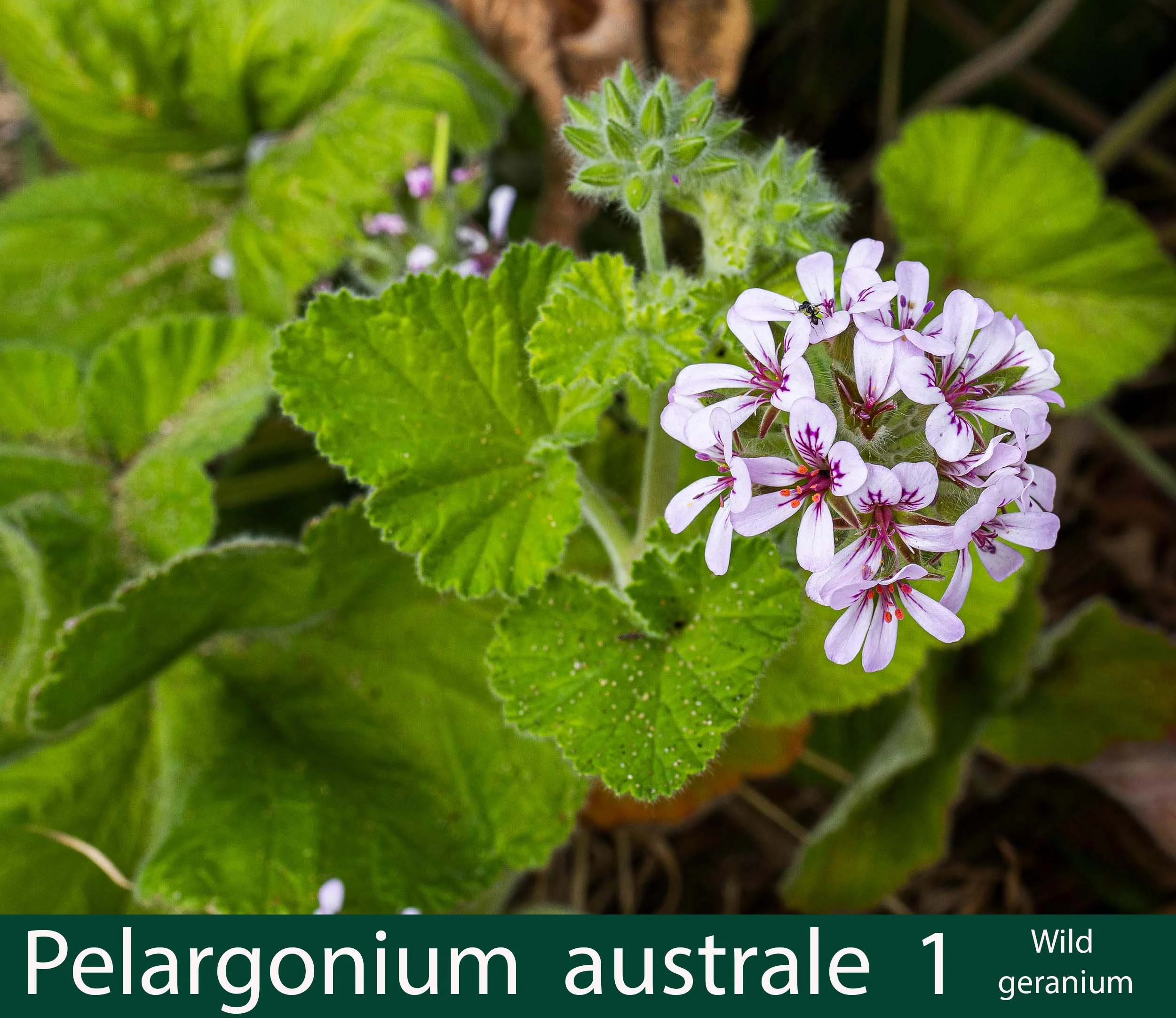 Pelargonium australe 1   wild geranium.jpg