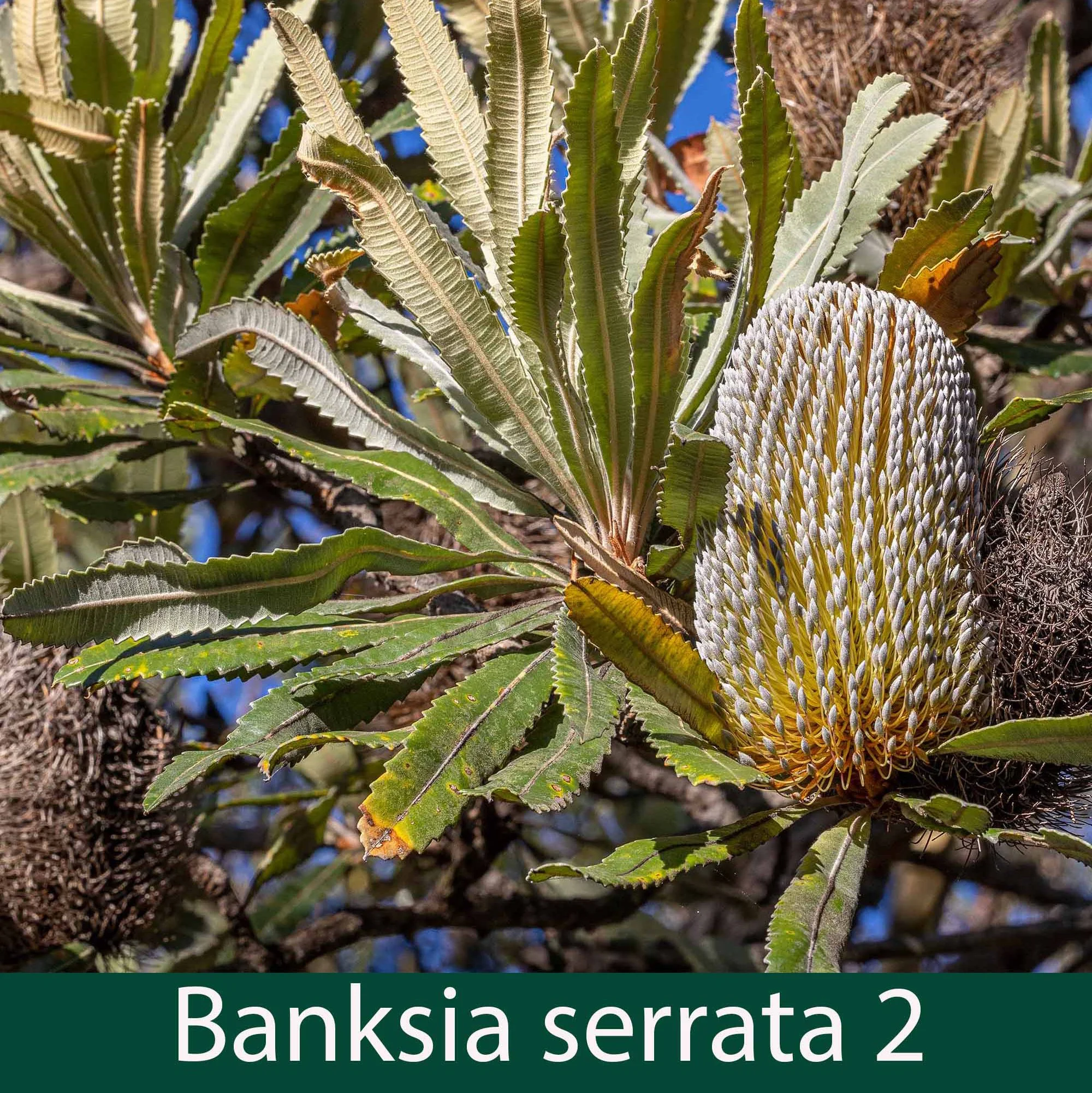 Banksia serrata 2_.jpg