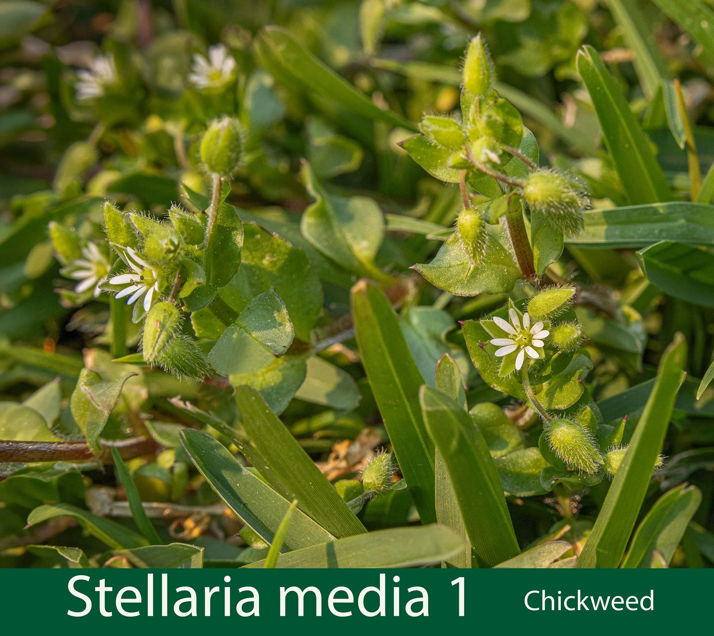 Stellaria media 1-- Chickweed -261A0405 copy at JPG 6-.jpg