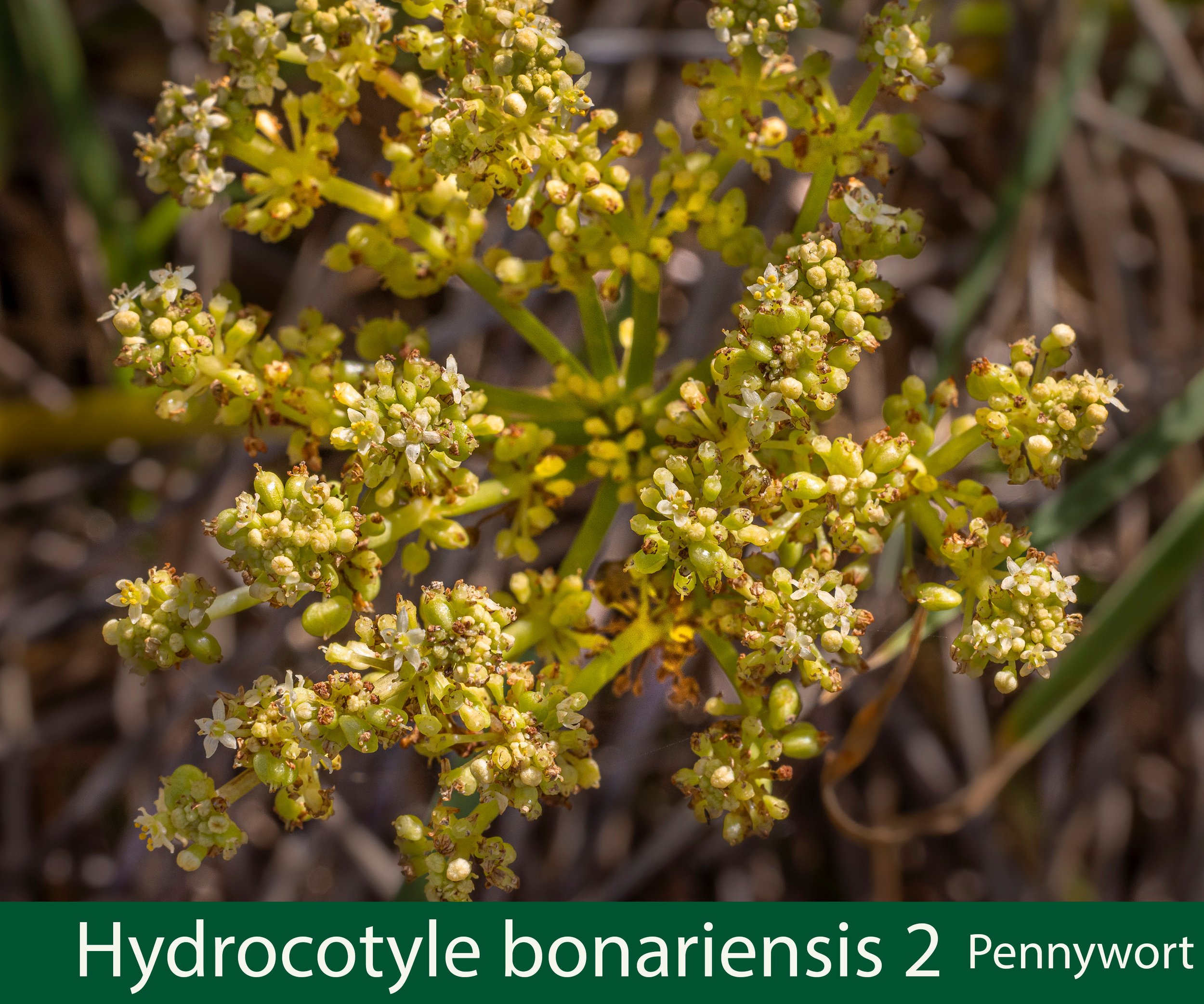 Hydrocotyle bonariensis 2 Pennywort-_.jpg