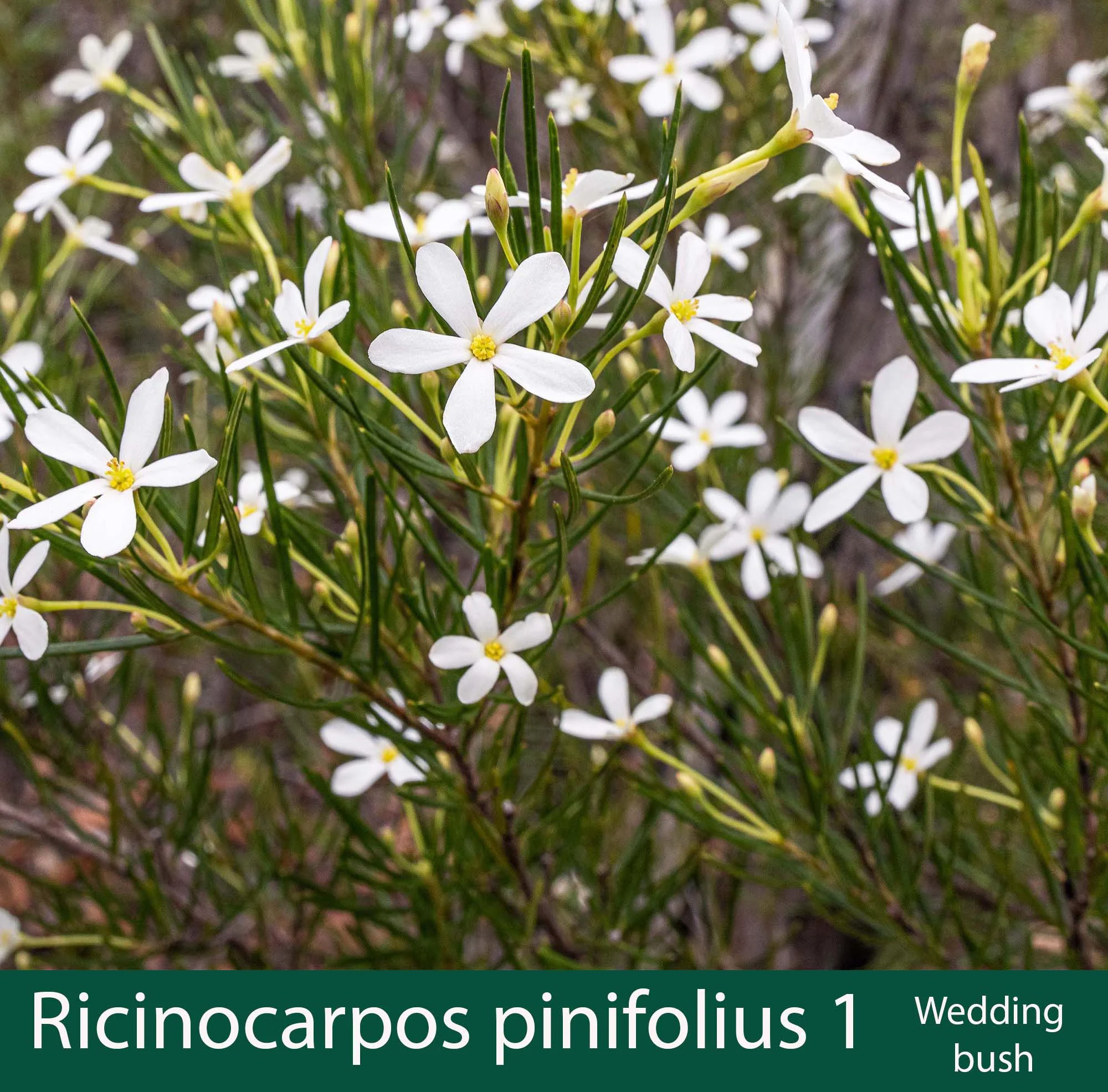 Ricinocarpos pinifolius 1   Wedding bush.jpg