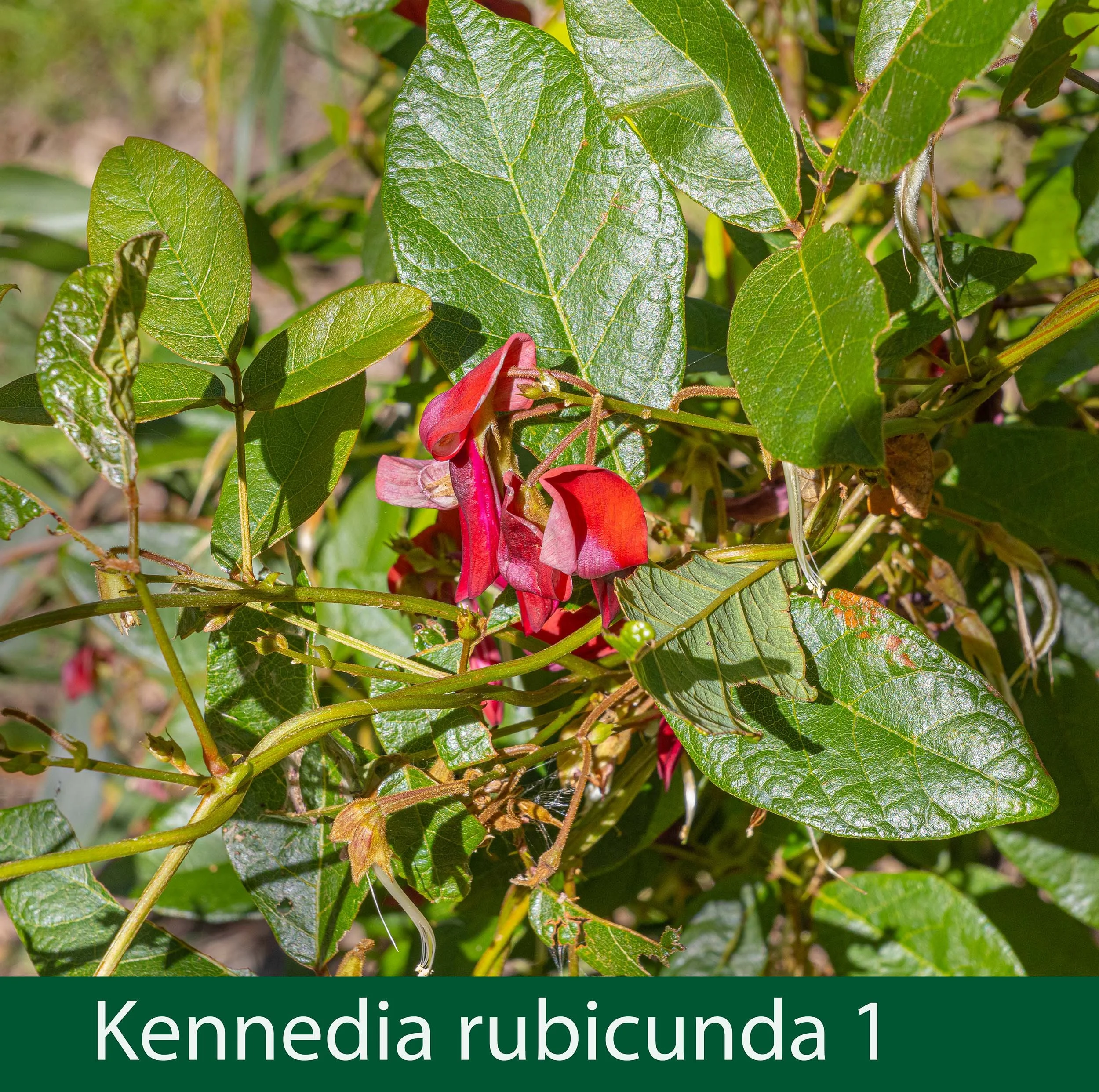 Kennedia rubicunda 1-261A9032.jpg