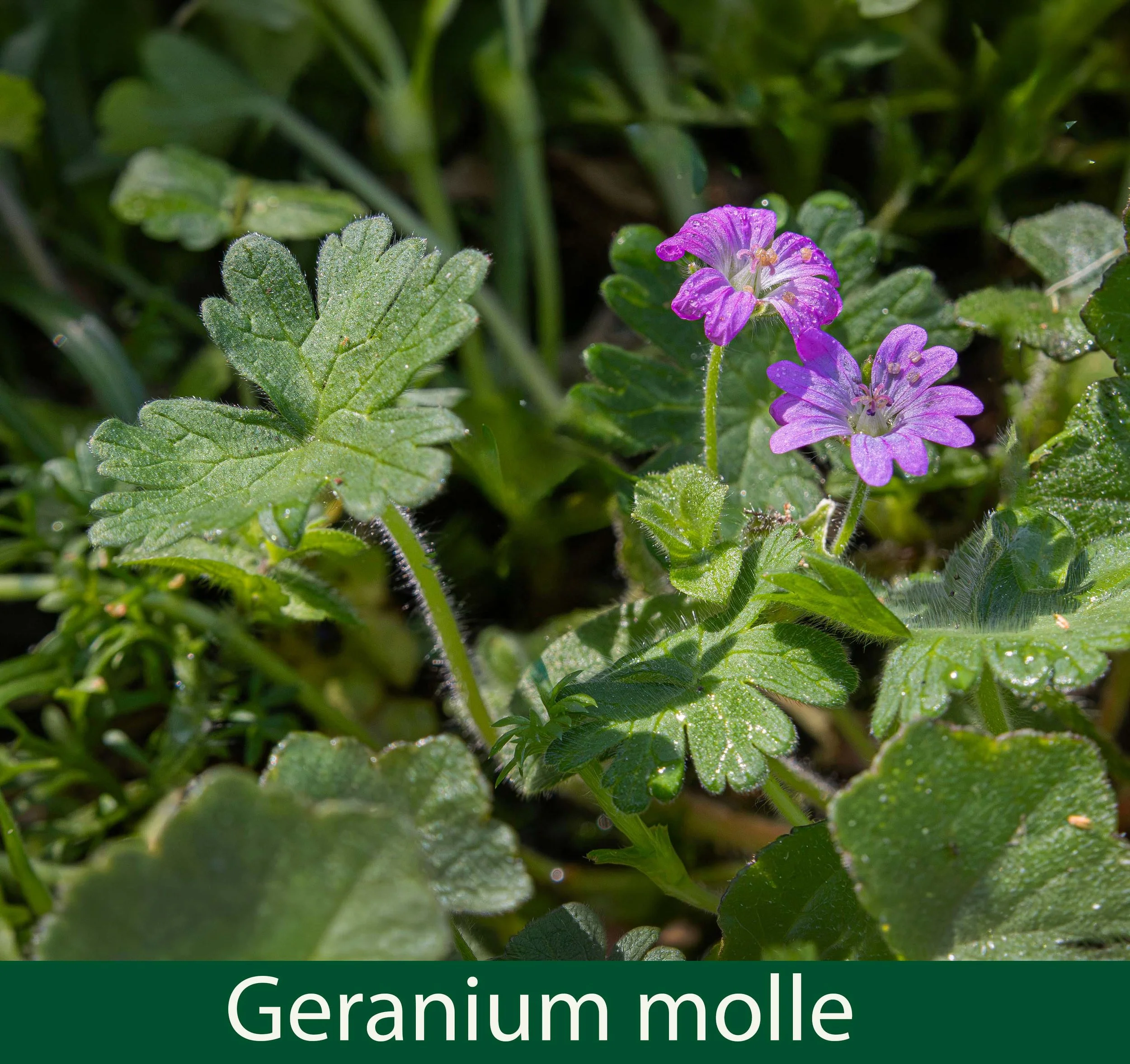 Geranium molle-a-261A0773_.jpg