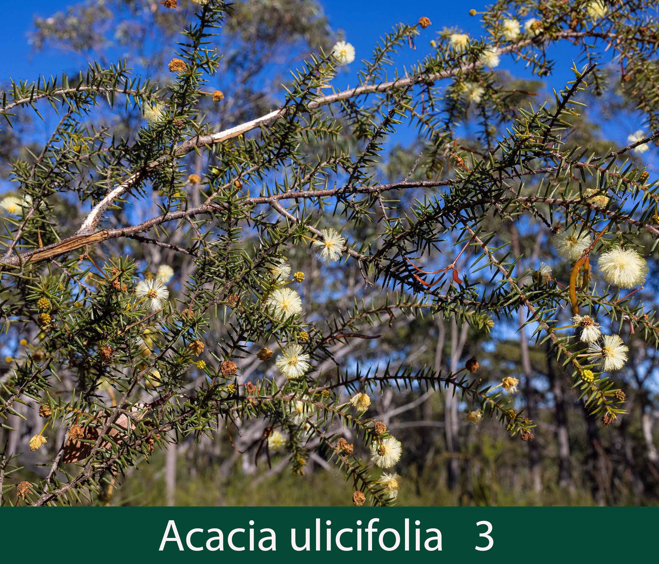 Acacia ulicifolia 3  Prickly moses.jpg