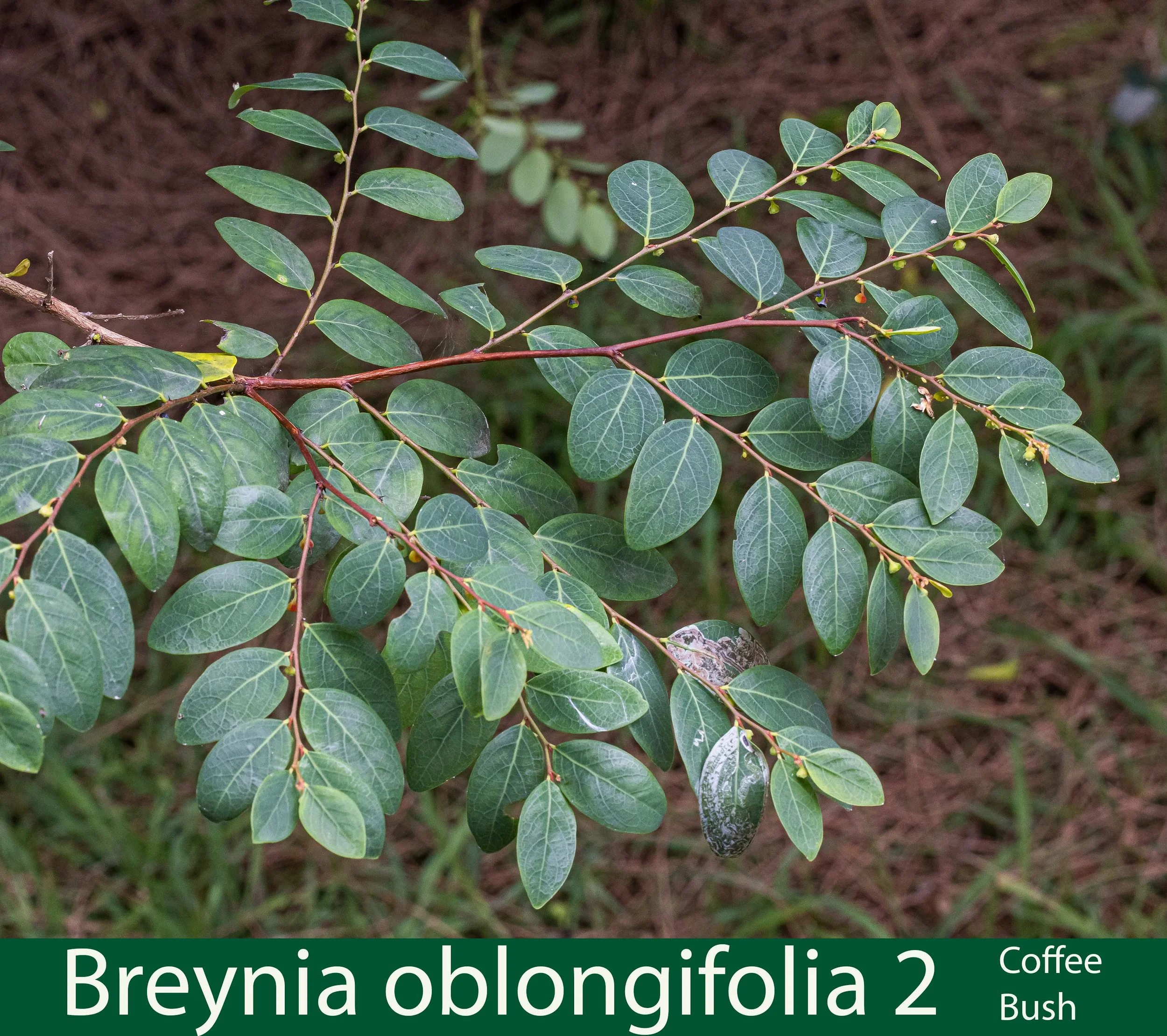Breynia oblongifolia 2 Coffee bush.jpg