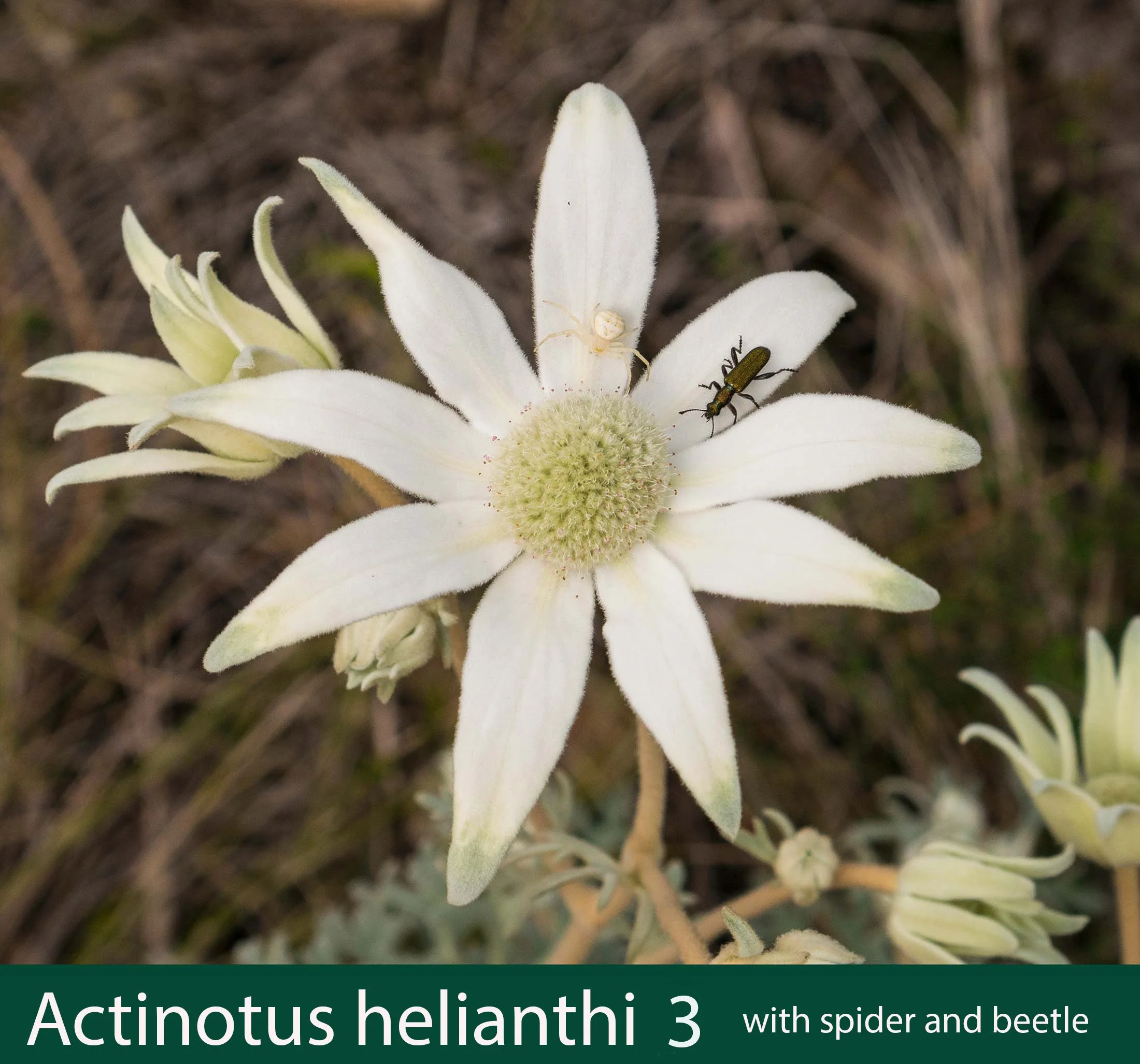 Actinotus helianthi 3 W spider and beetle_.jpg