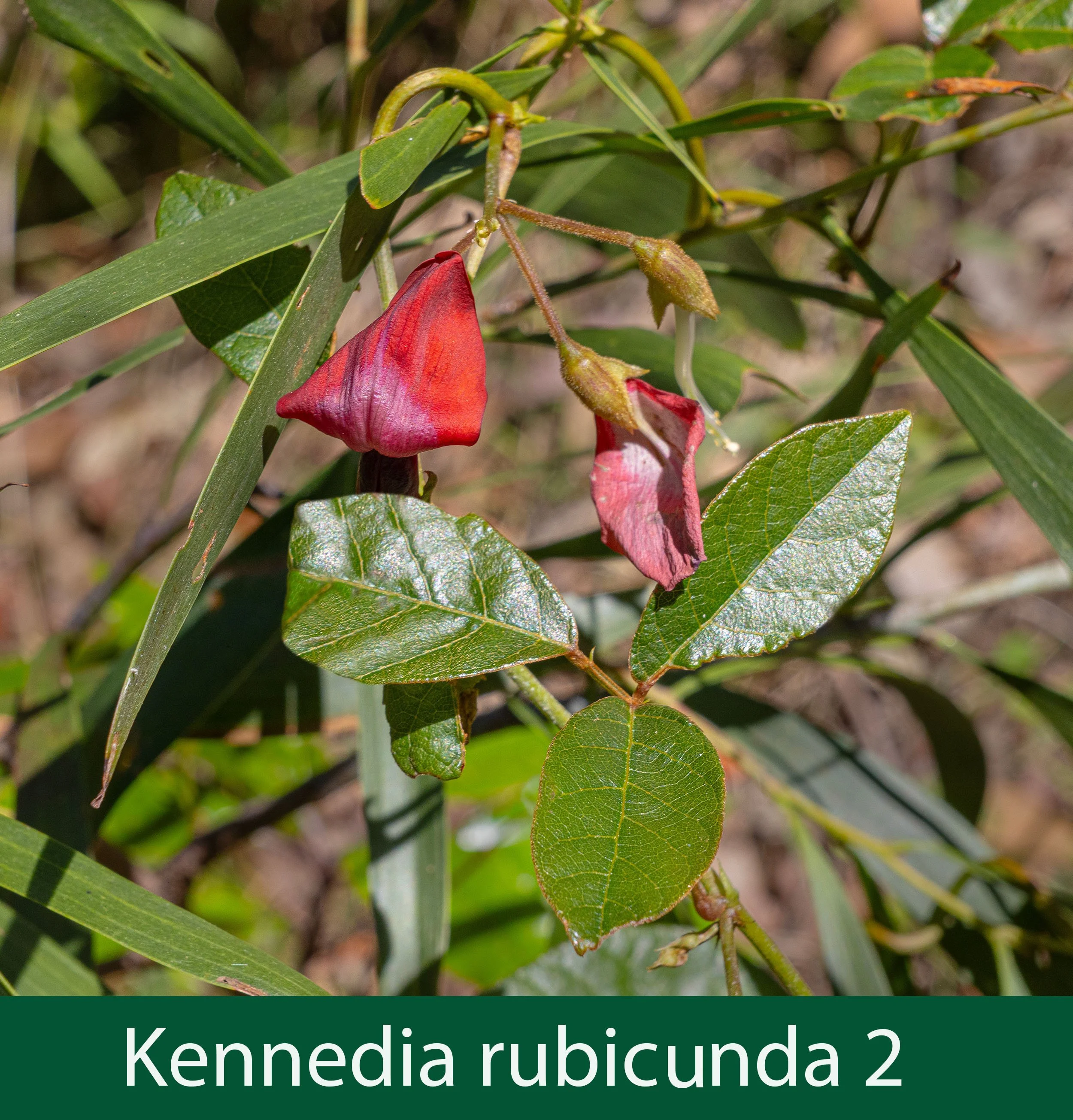 Kennedia rubicunda 2 -261A9041 copy.jpg