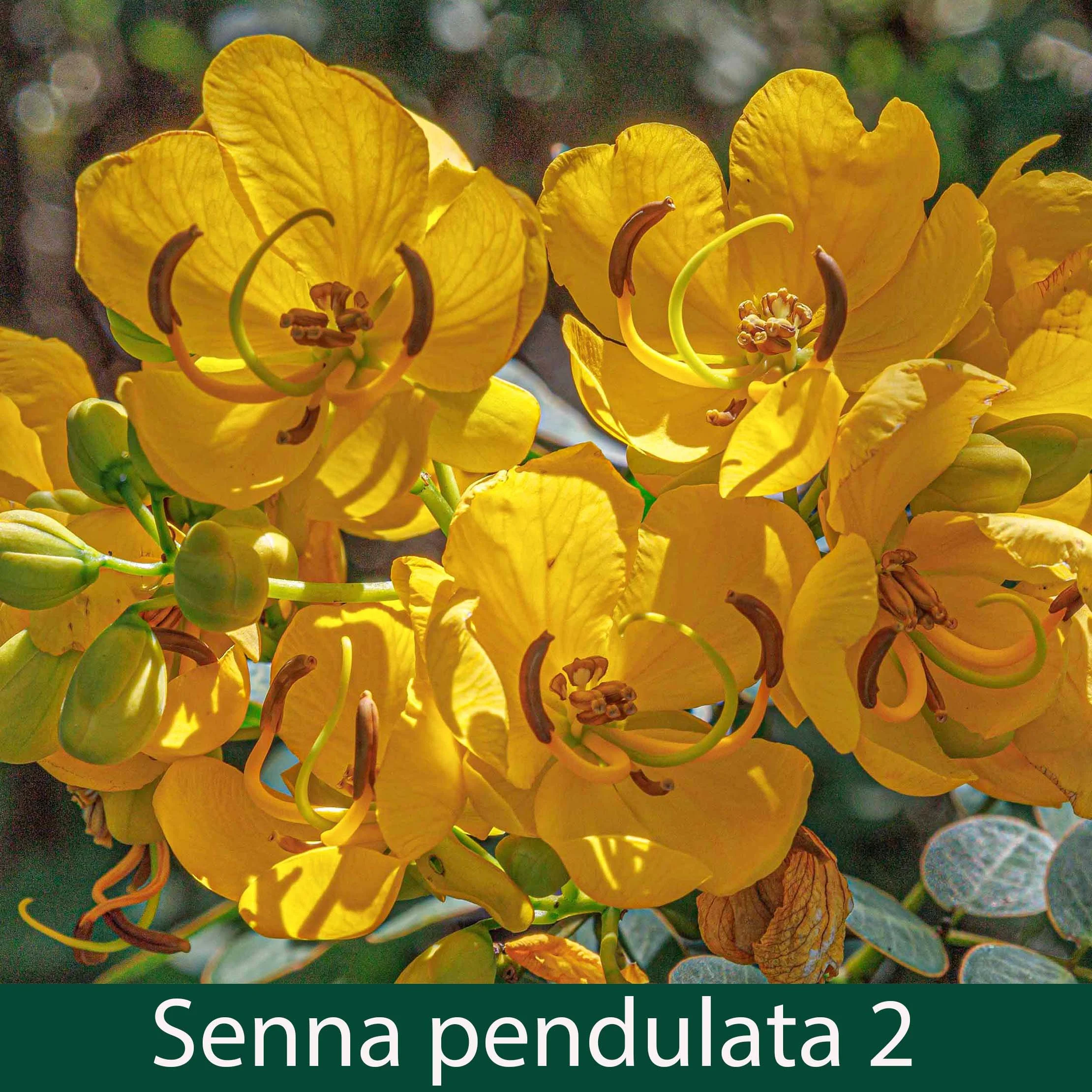 Senna (prev Cassia) pendulata 2_.jpg