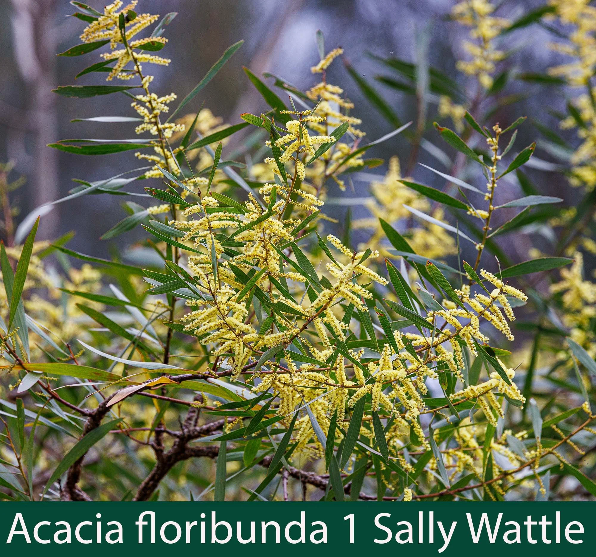Acacia floribunda 1-Sally Wattle.jpg