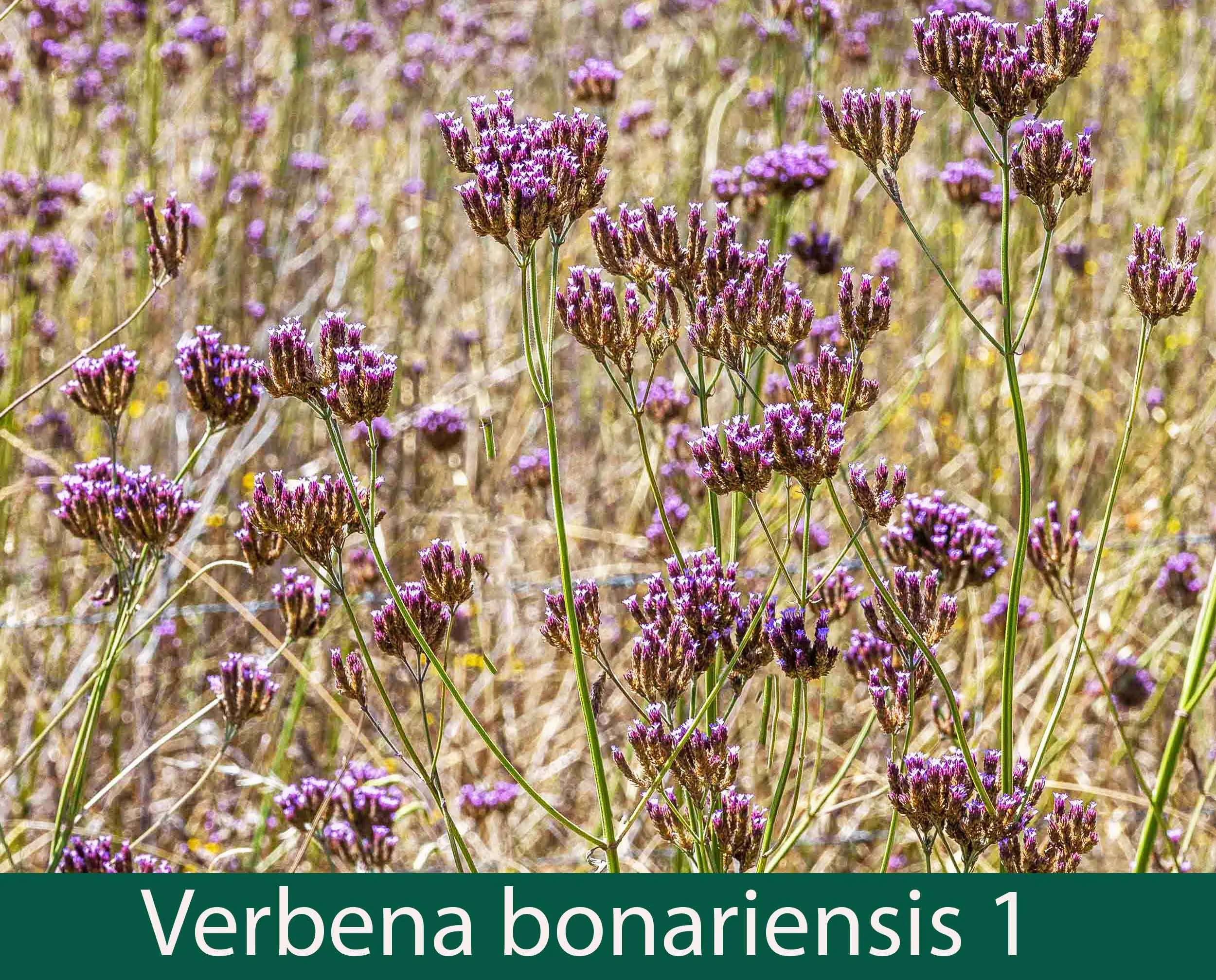 Verbena bonariensis Purple Top 1.jpg