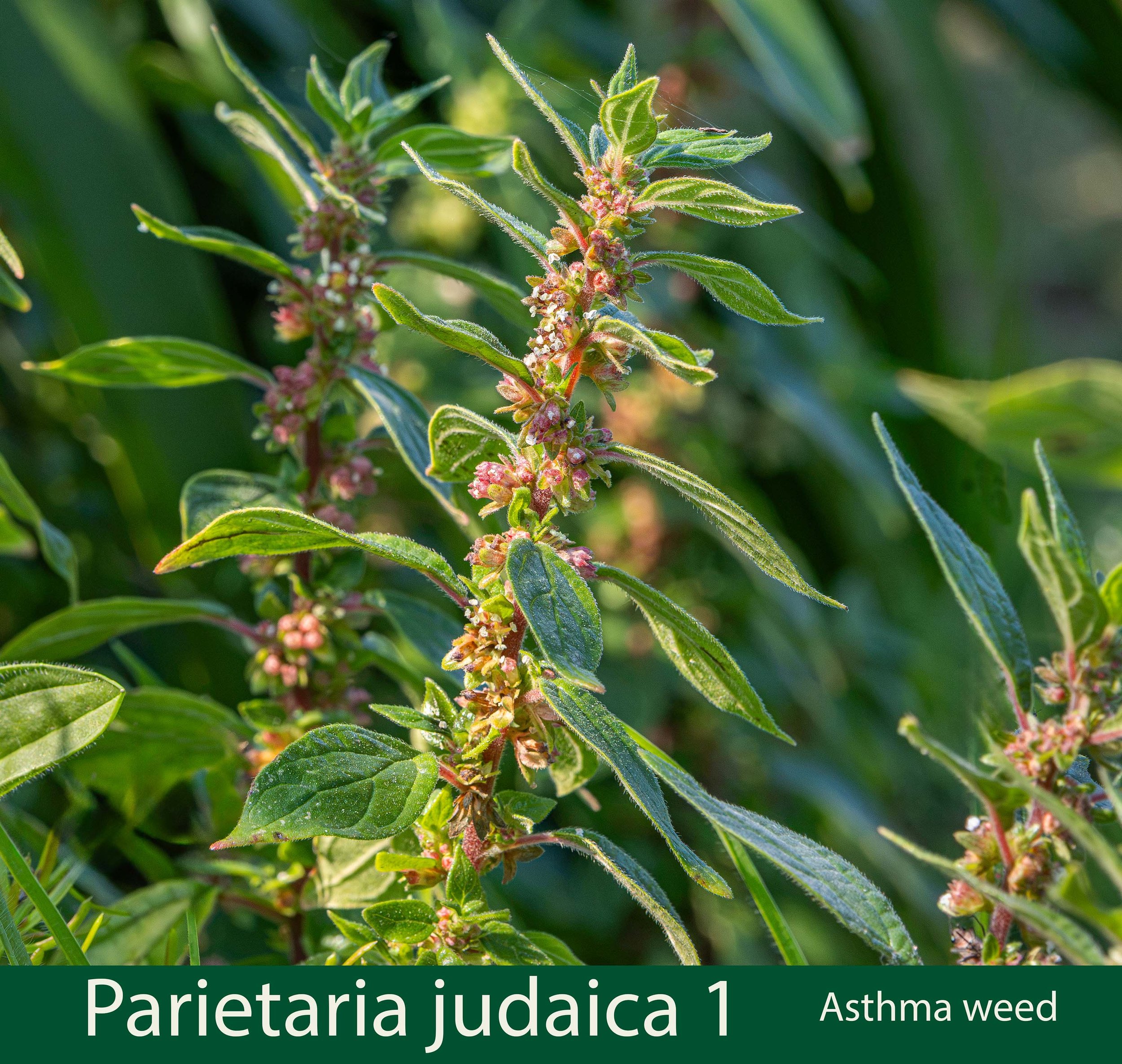 Parietaria judaica 1-Asthma weed-261A0314 copy 2 at JPG 6-.jpg