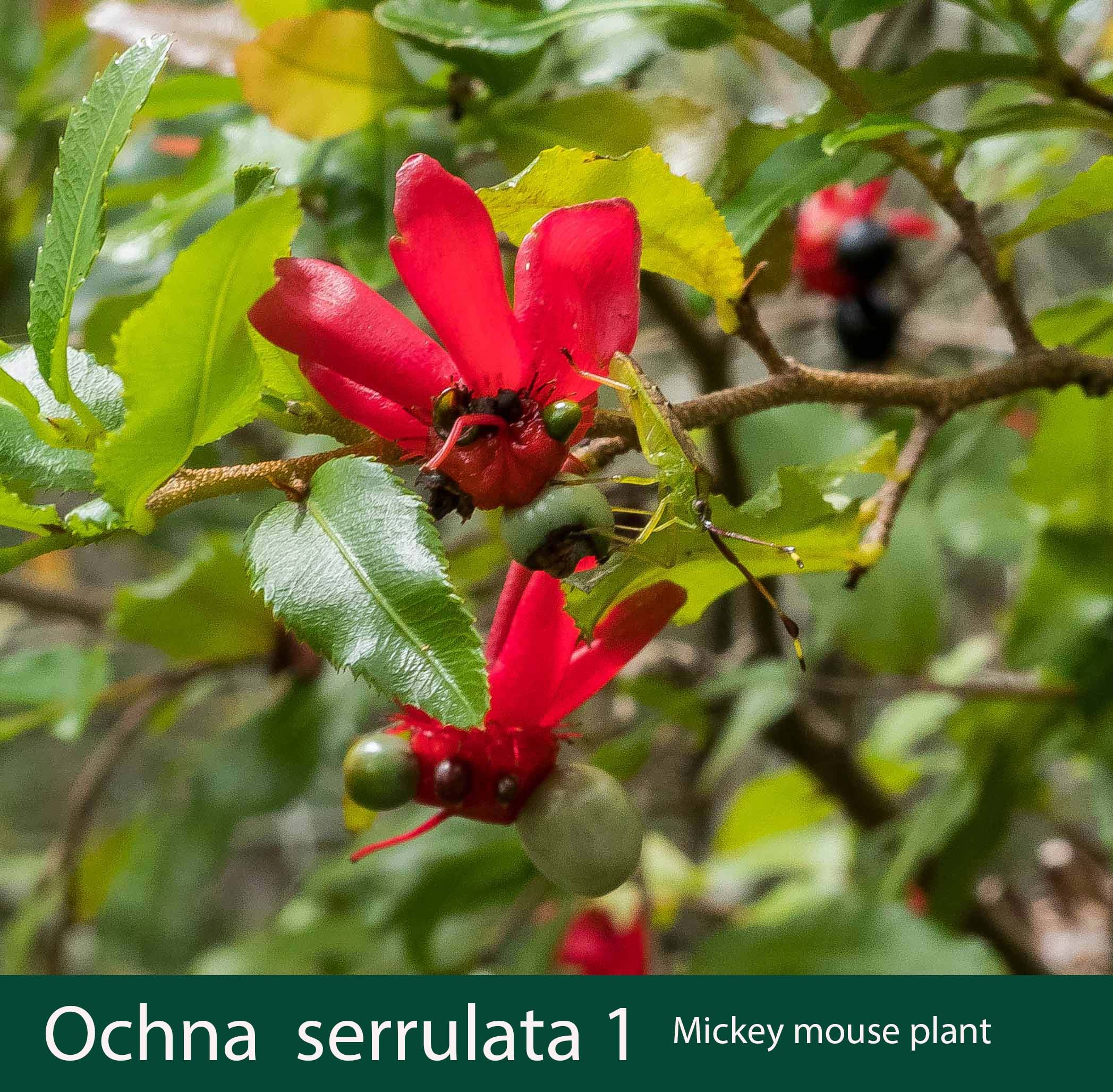 Ochna serrulata  1  Mickey mouse plant.jpg