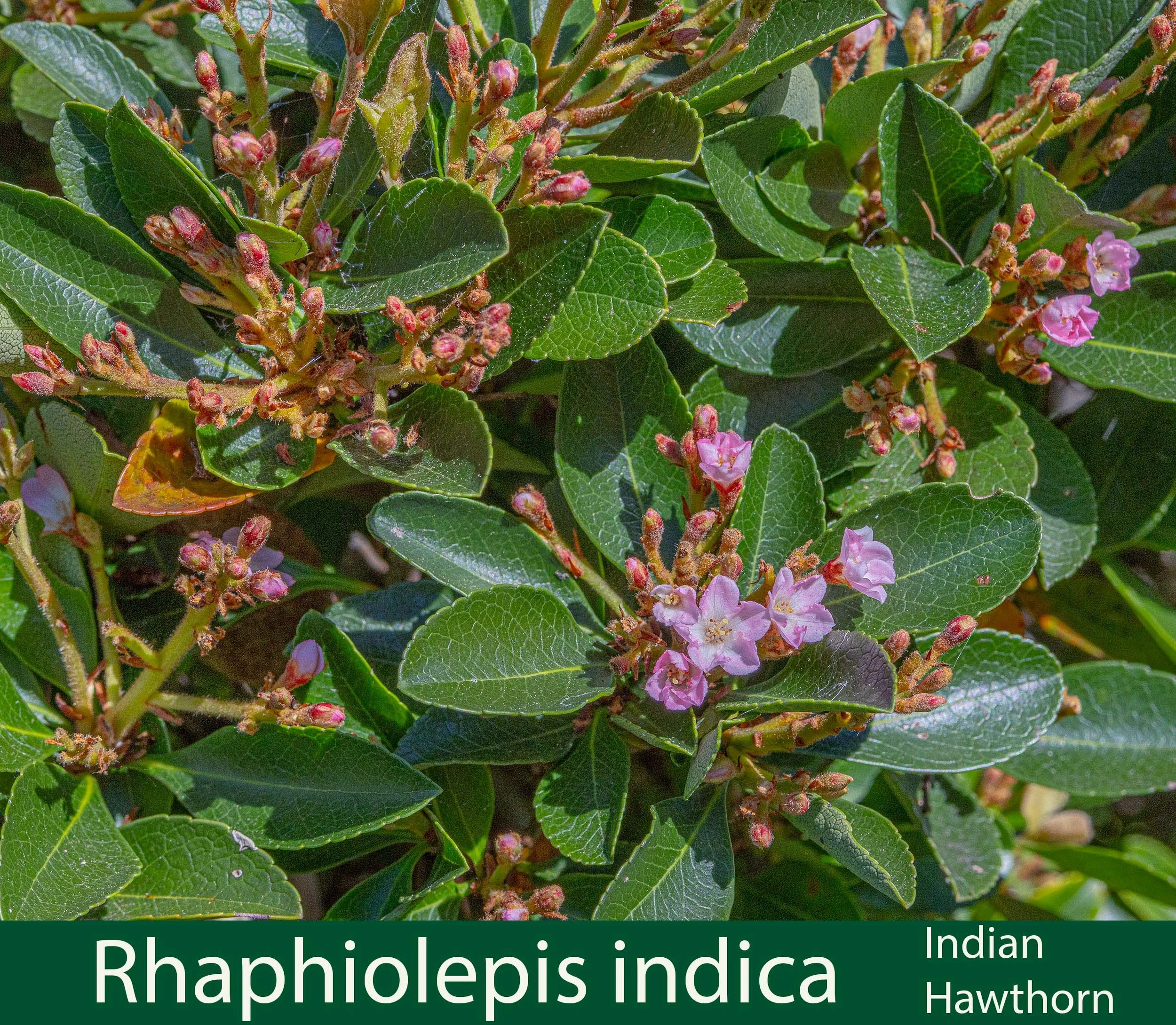 Rhaphiolepis indica-a-Indian Hawthorn-261A9766 copy.jpg