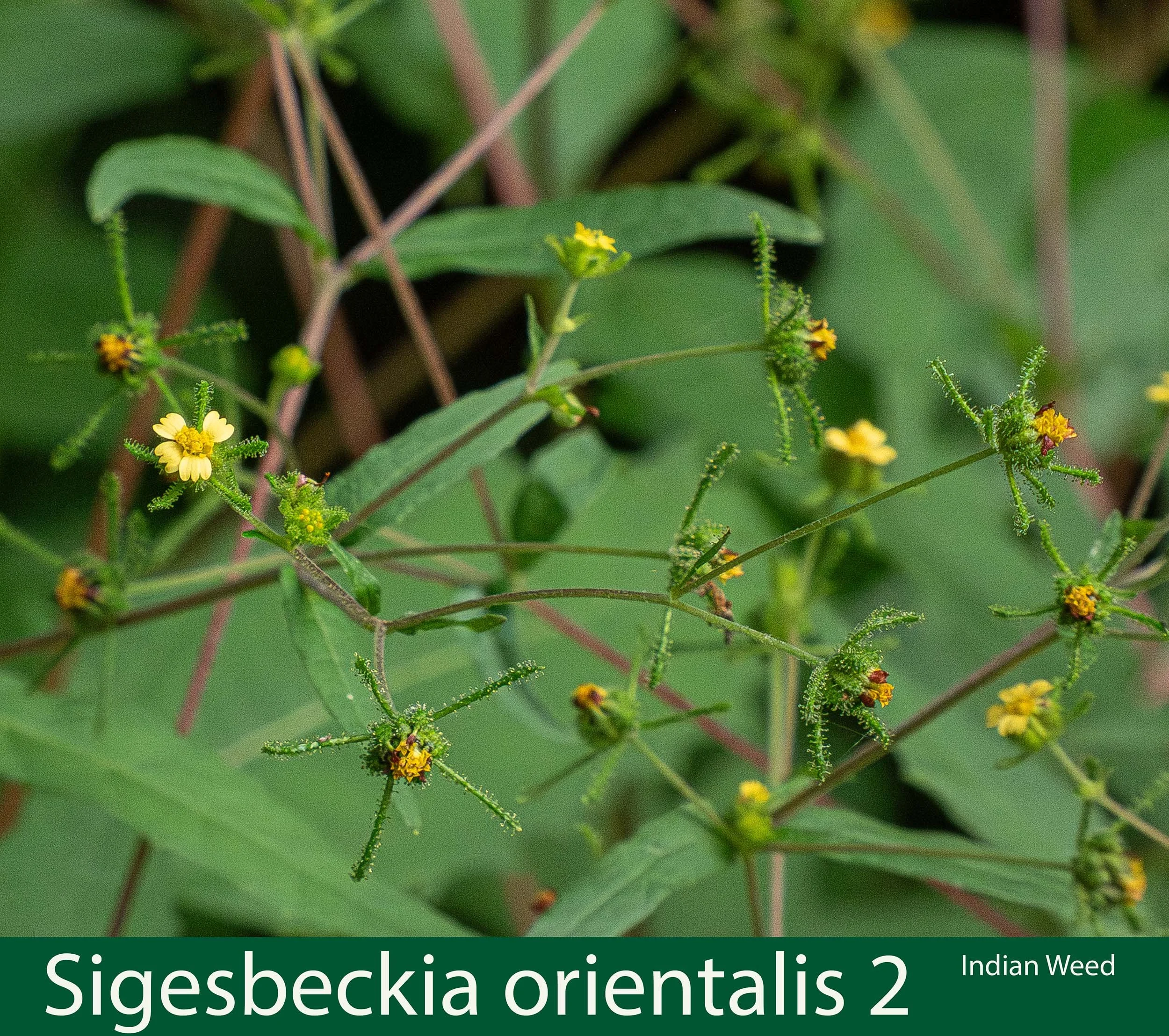 Sigesbeckia orientalis 2- Indian weed- P1000453.jpg