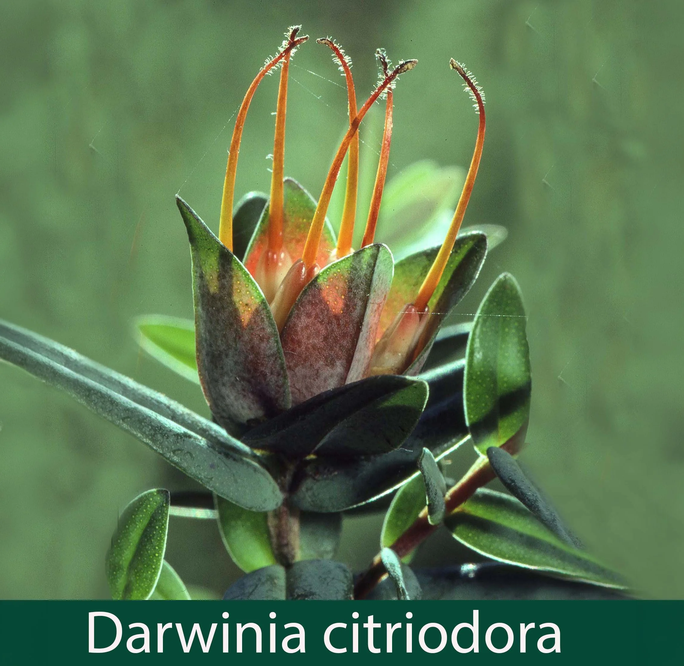 Darwinia citriodora 1_.jpg