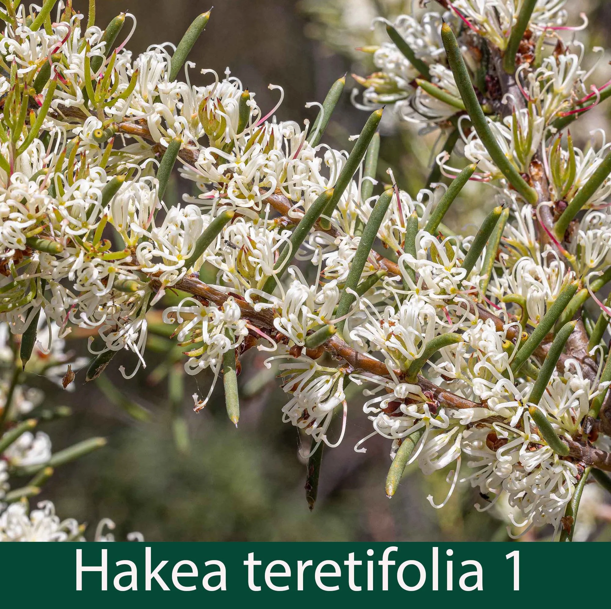 Hakea teretifolia 1_.jpg