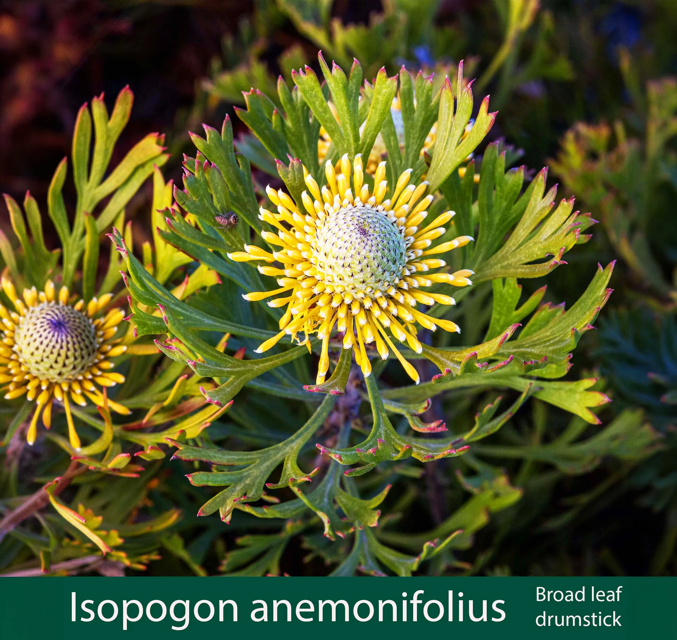 Isopogon anemonifolius 1   Broad leaf drumstick_.jpg