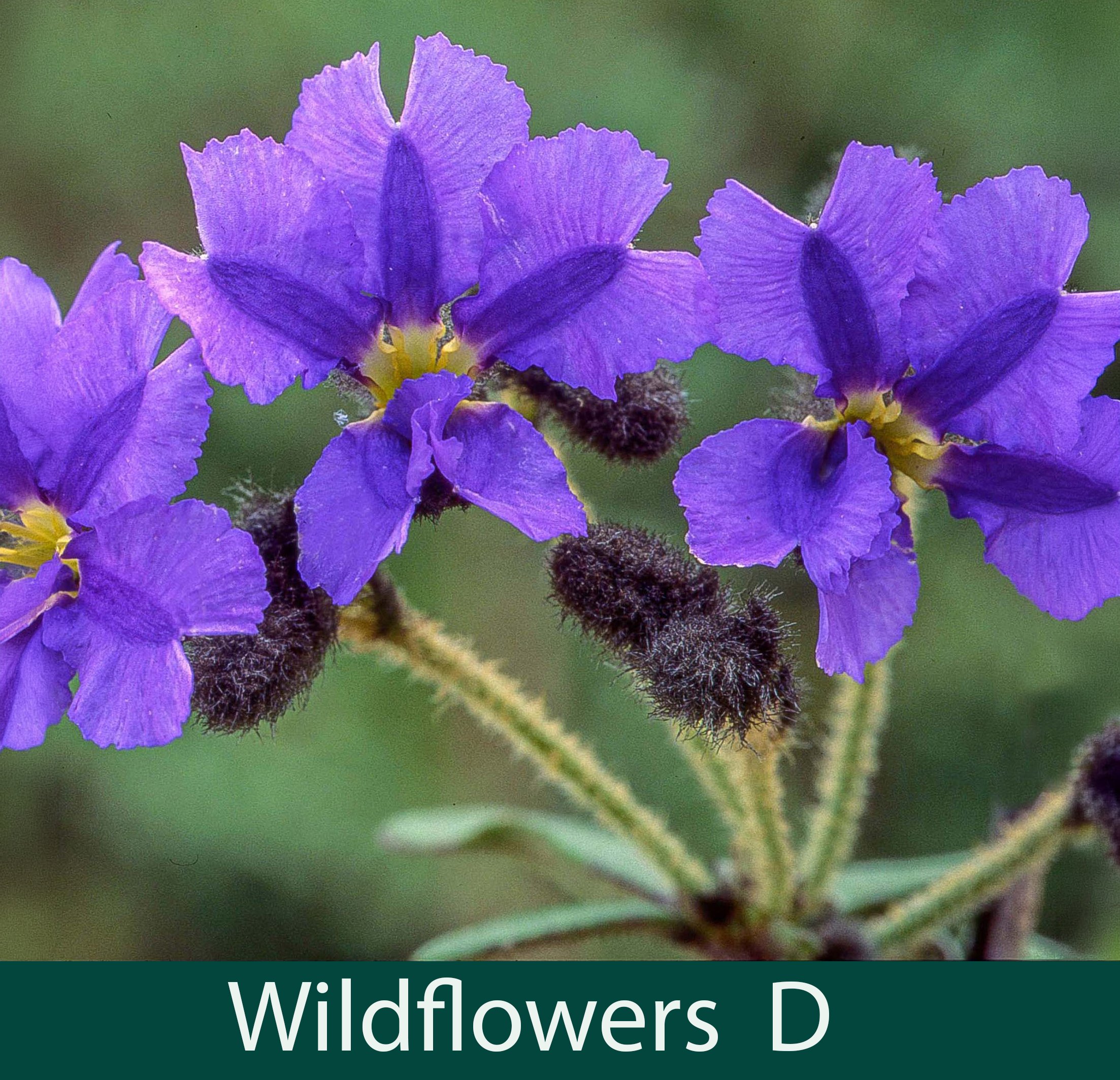 Wildflowers D