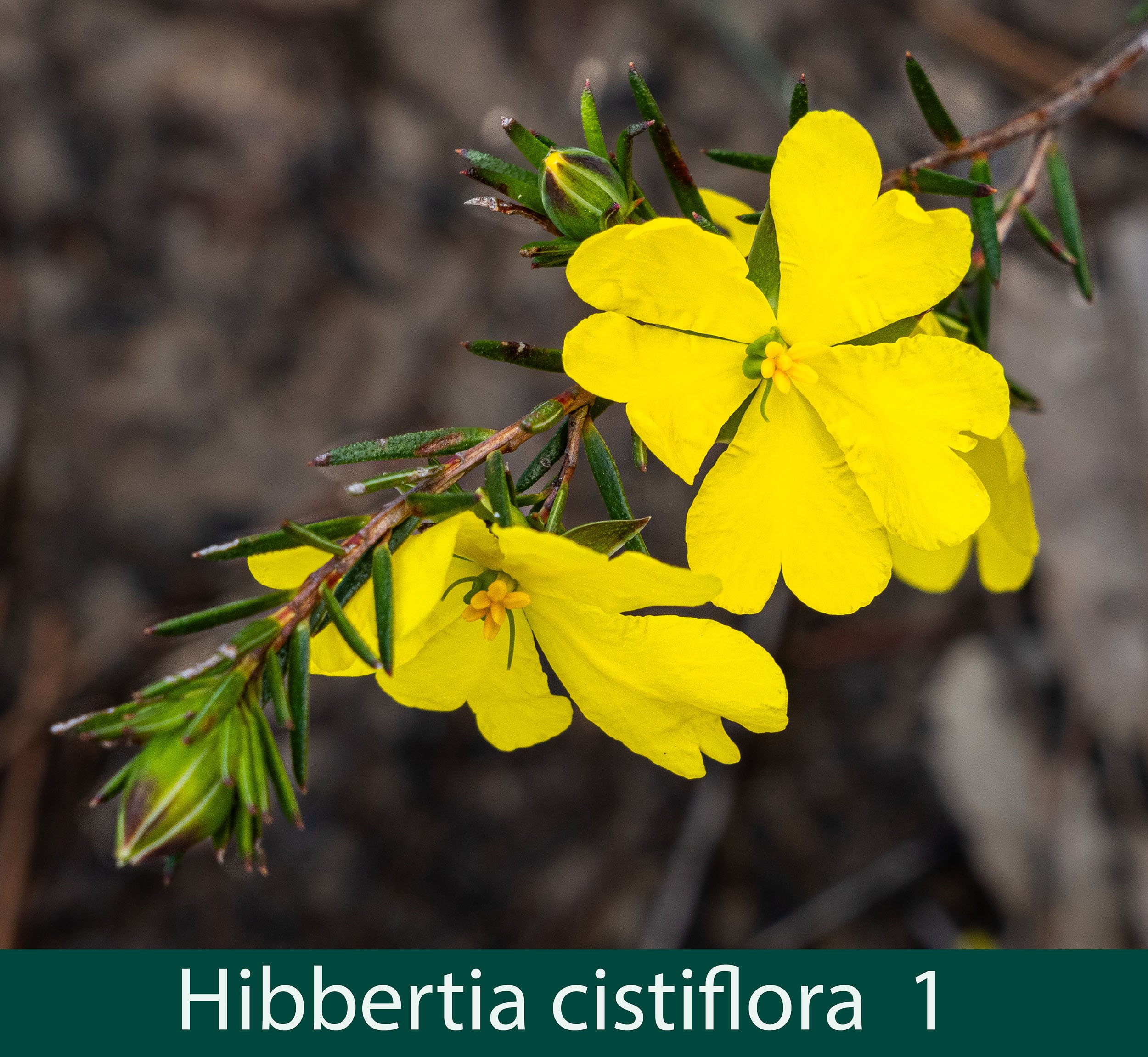 HIbbertia cistiflora 1 .jpg