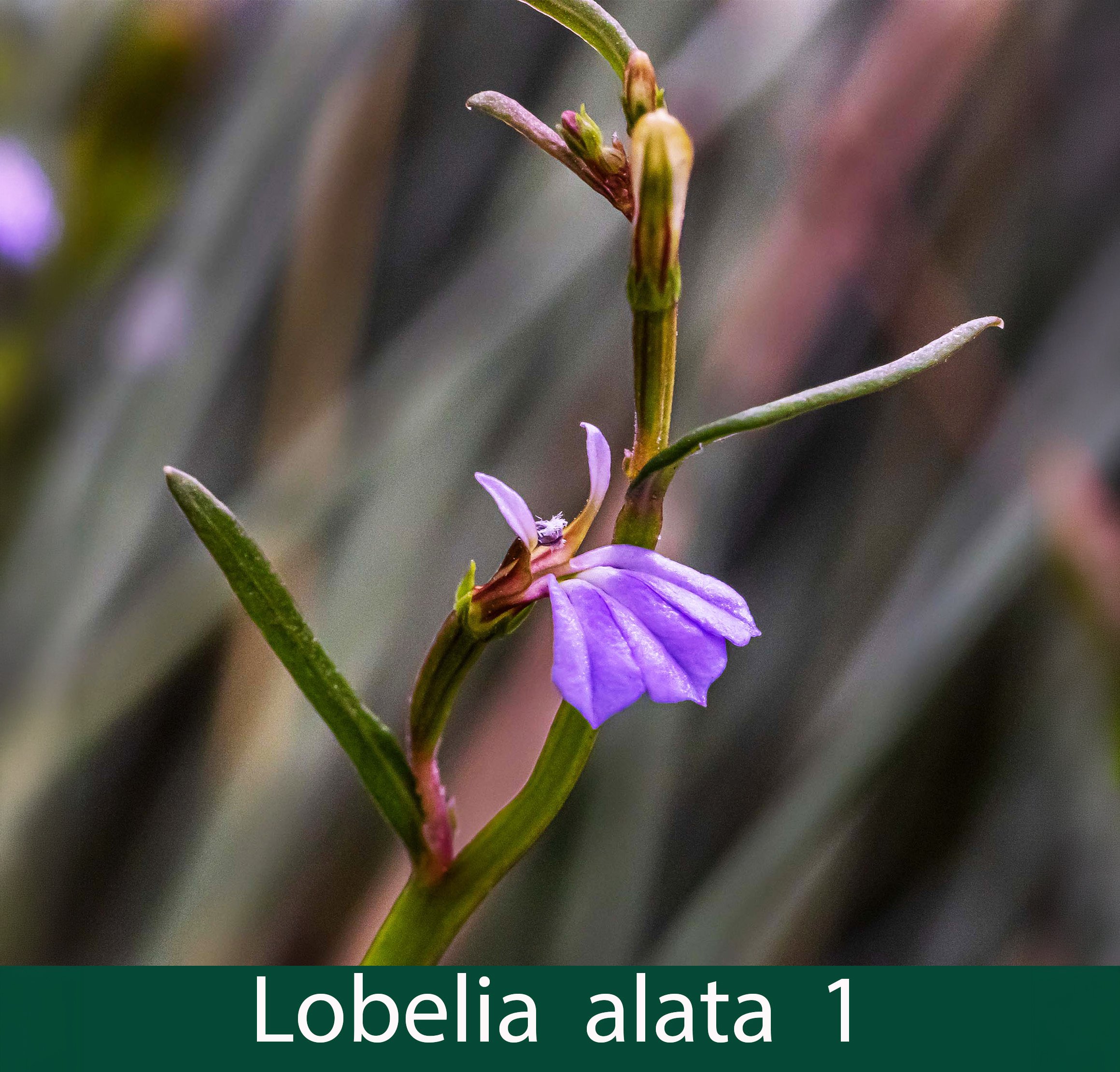 Lobelia alata 1_.jpg