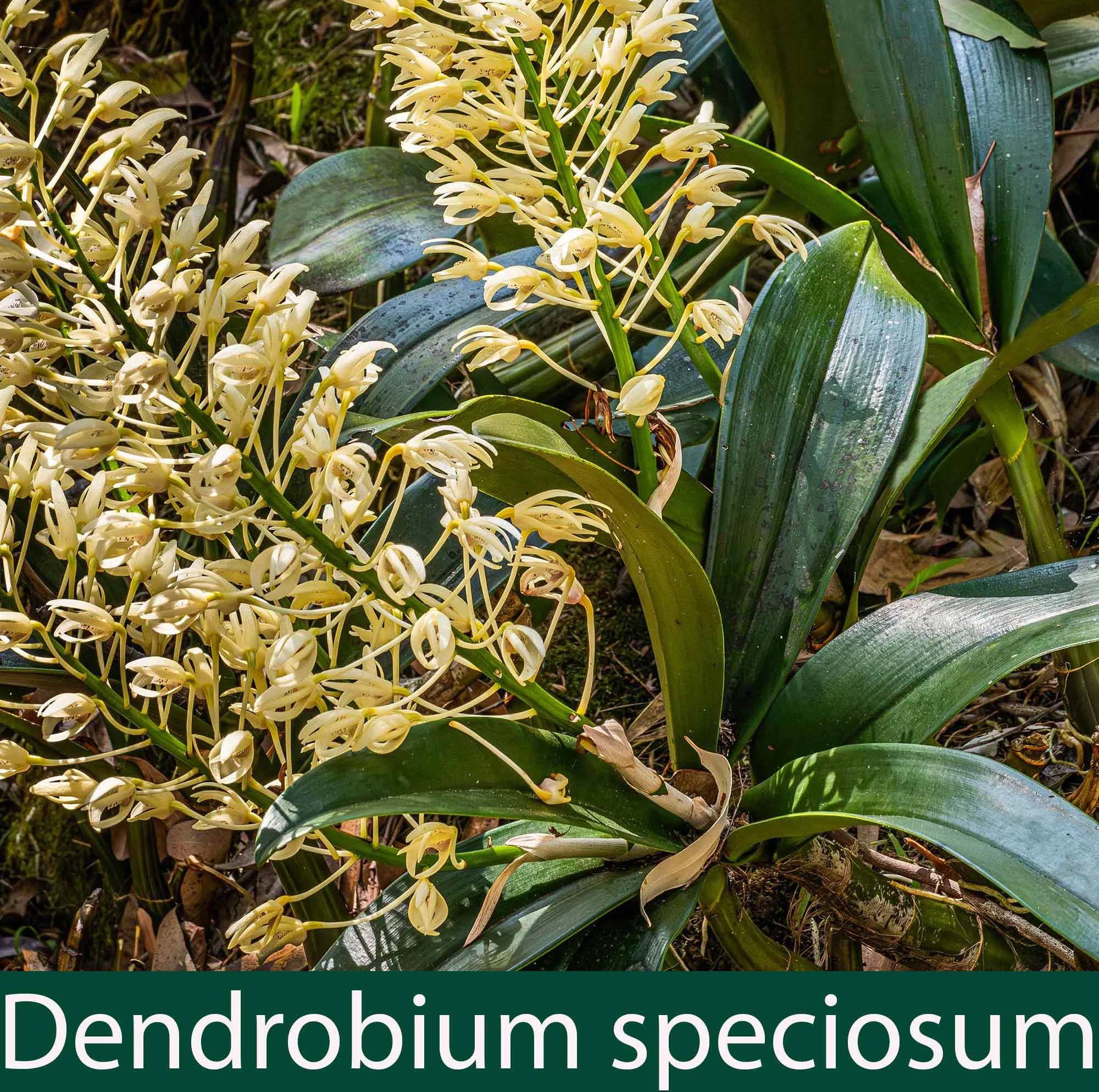 Dendrobium speciosum 1.jpg
