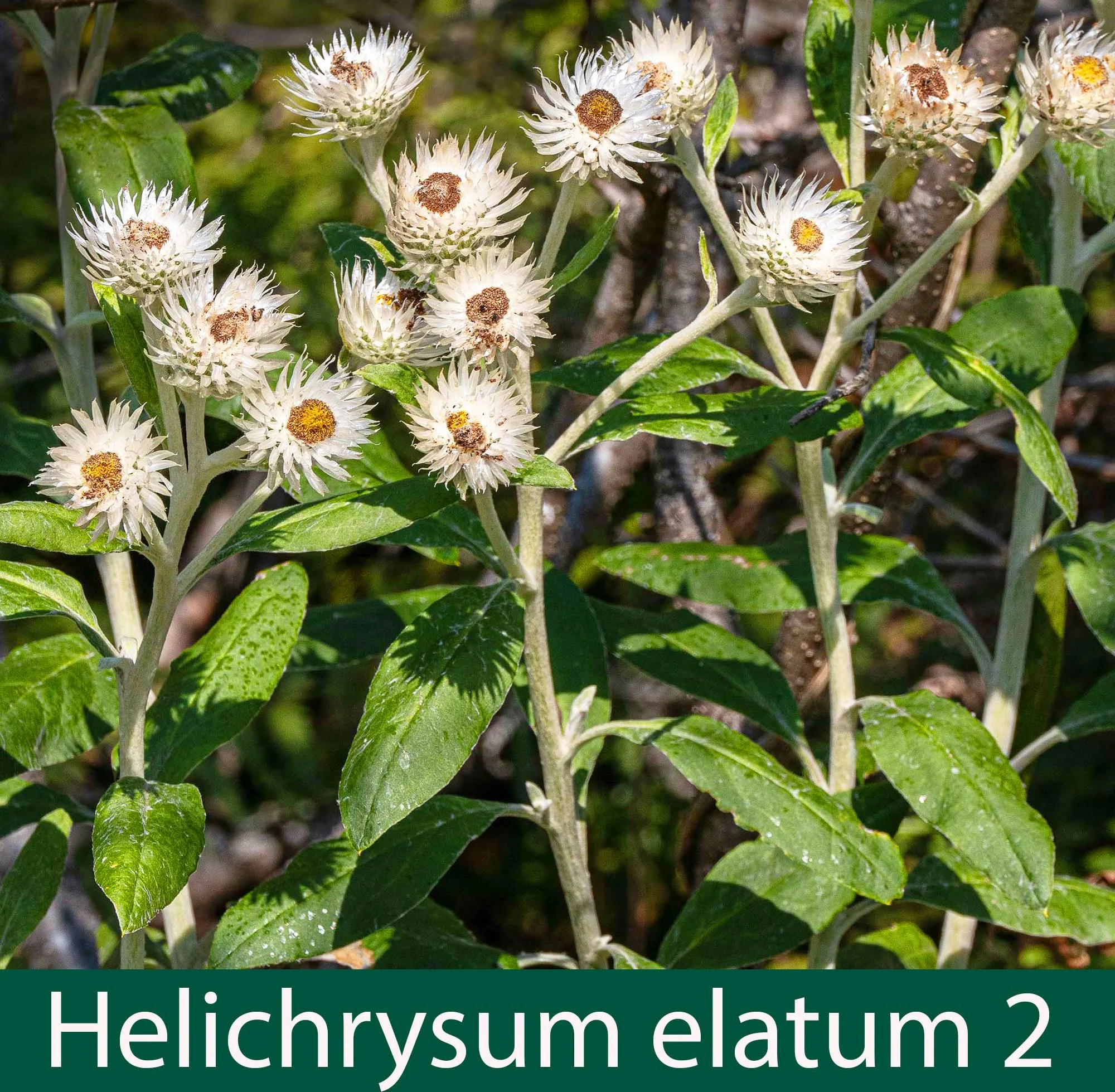 Helichrysum elatum 2_.jpg