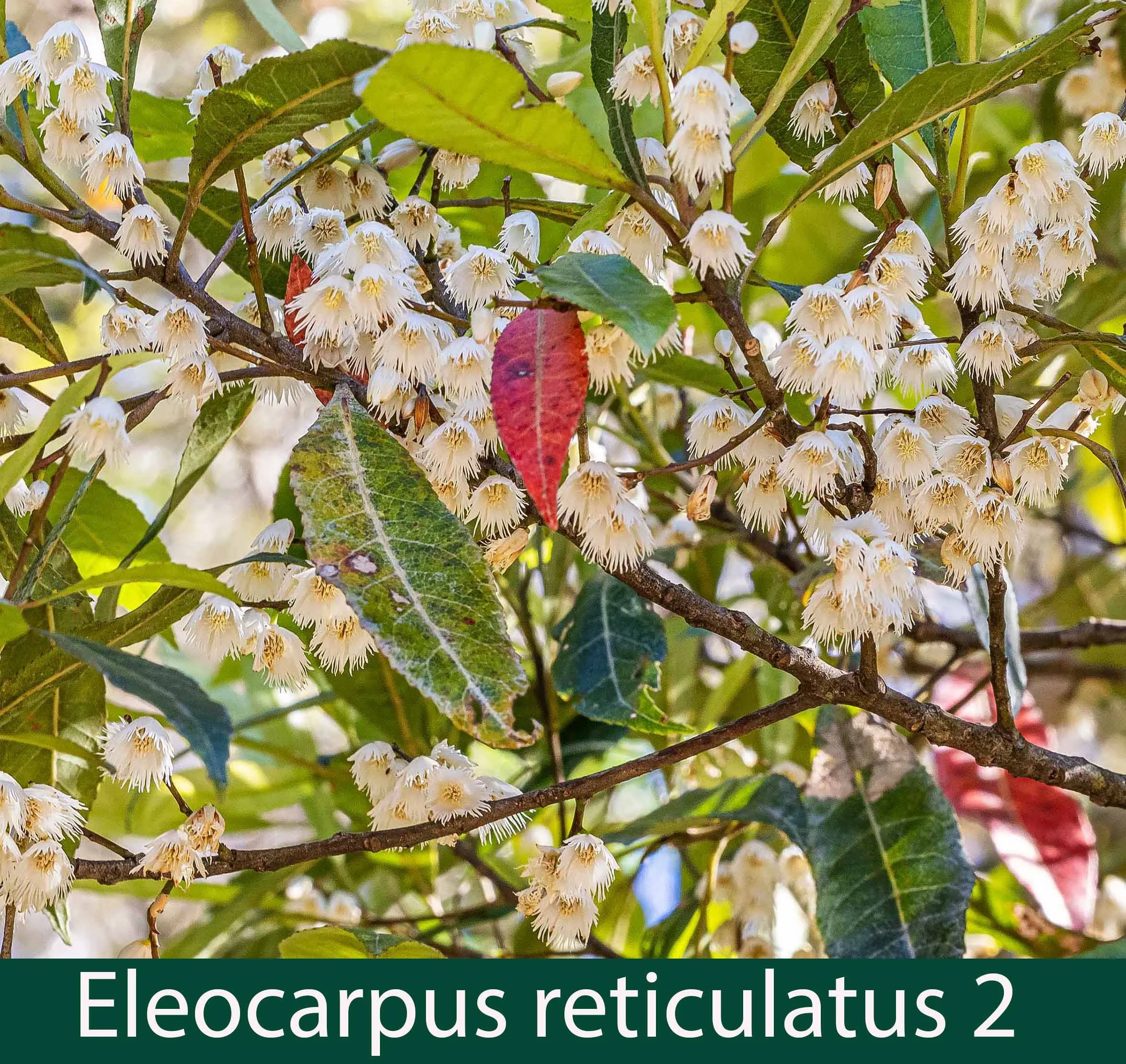 Elaeocarpus reticulatus 2   Blueberry ash.jpg