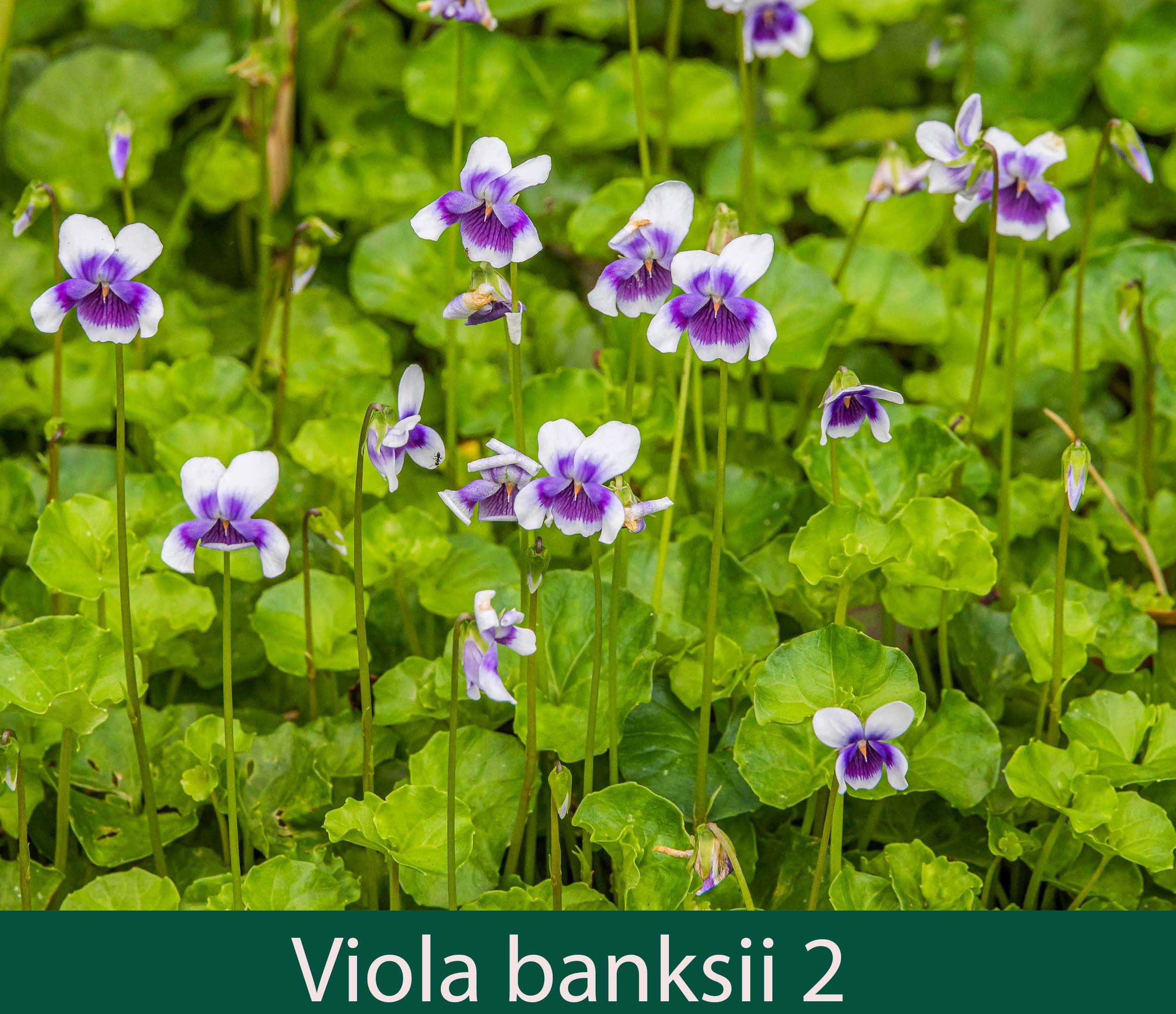 Viola banksii 2_.jpg