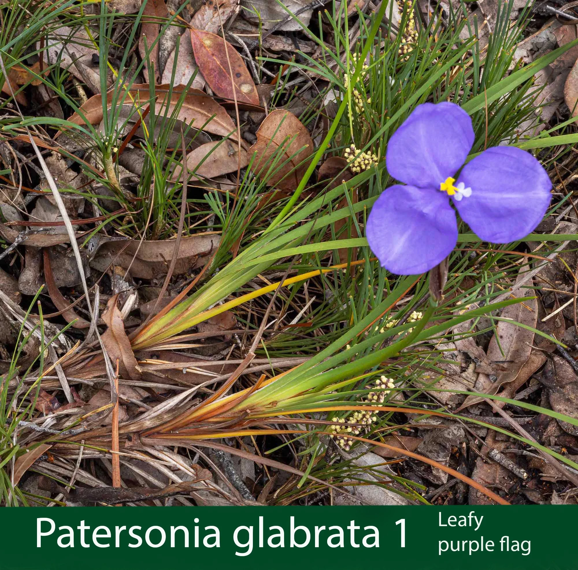 Patersonia glabrata 1  Leafy purple flag.jpg