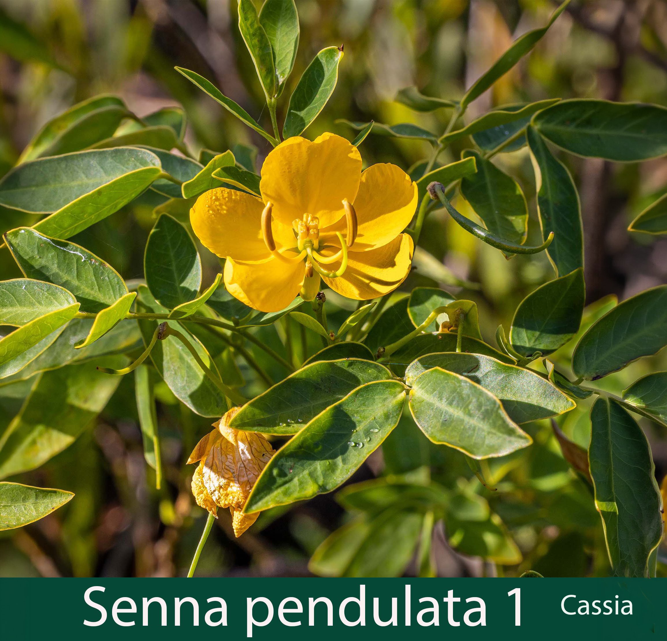 Senna (previously Cassia) pendulata 1_.jpg