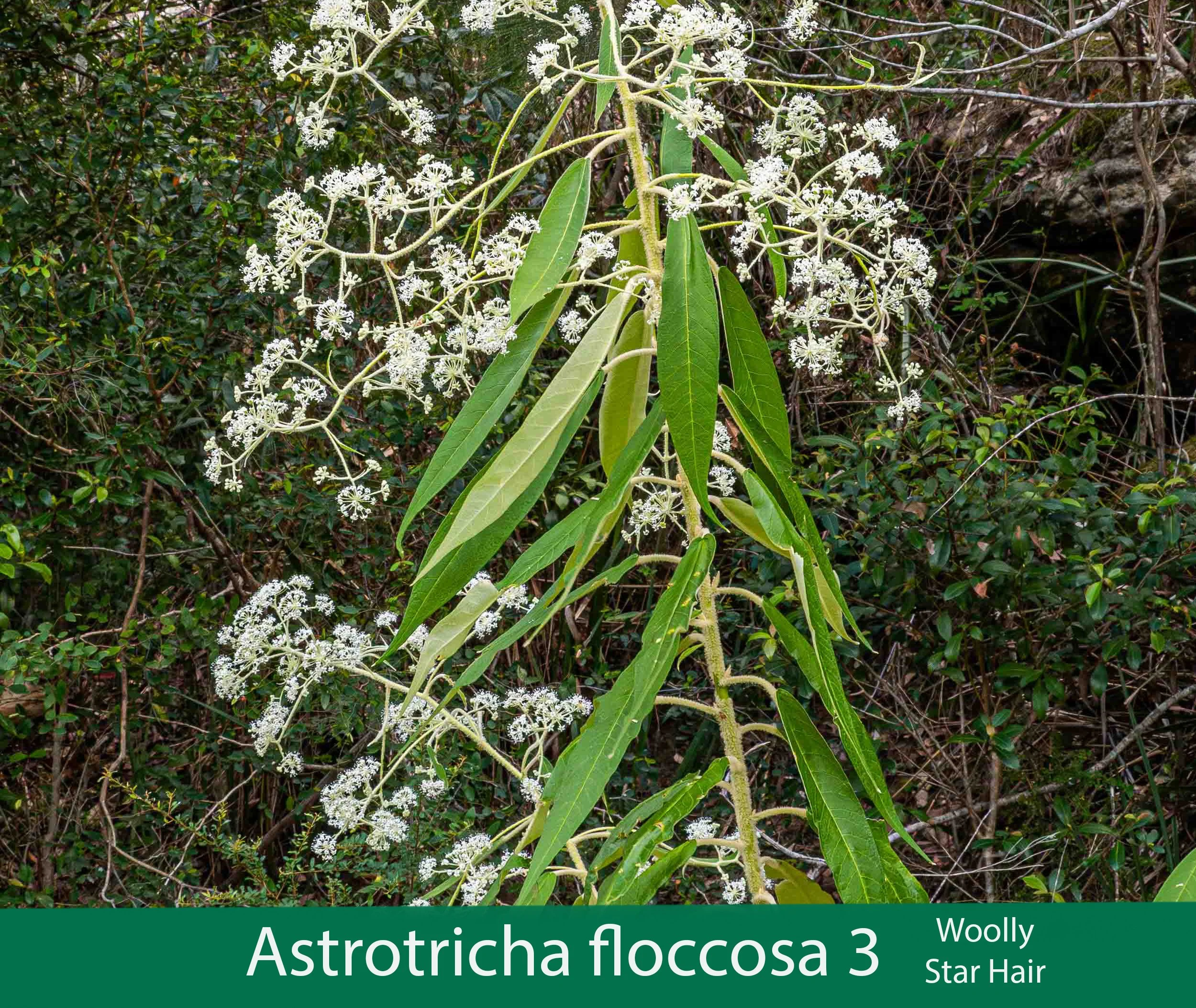 Astrotricha floccosa 3.jpg