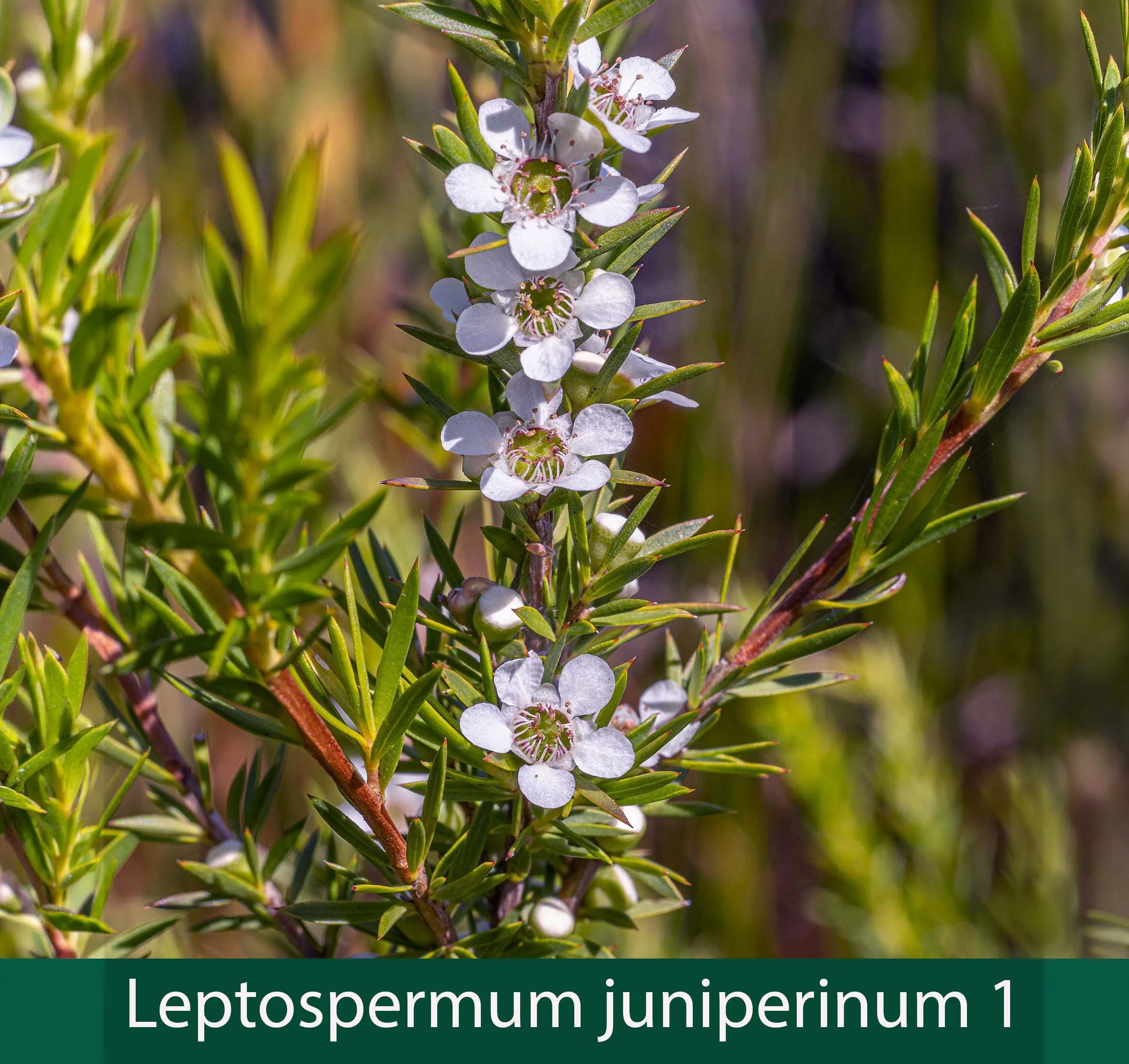 Leptospermum juniperinum 1_.jpg