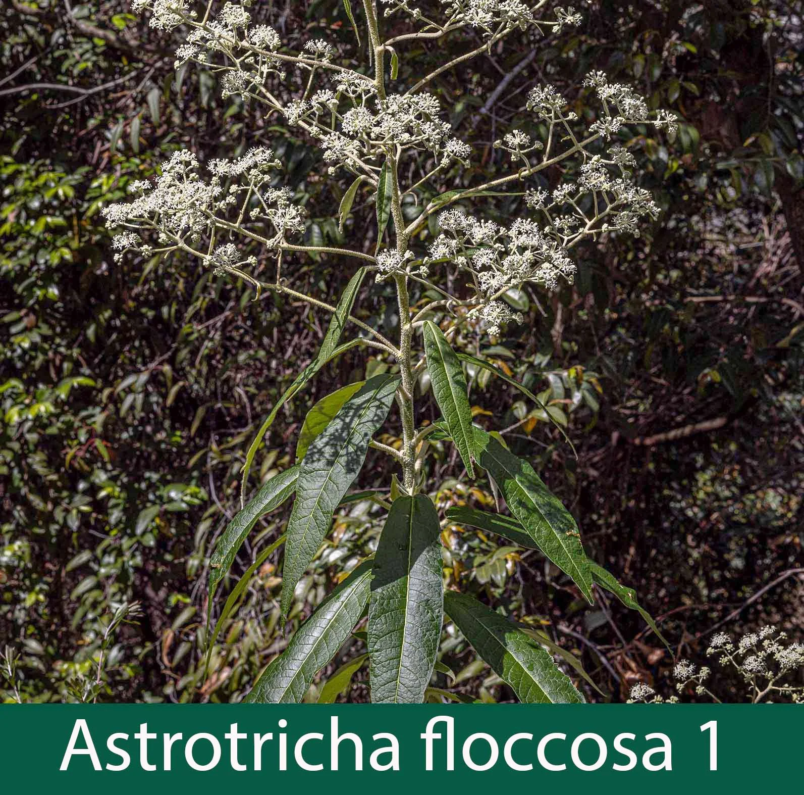 Astrotricha floccosa 1 Woolly Star-hair.jpg