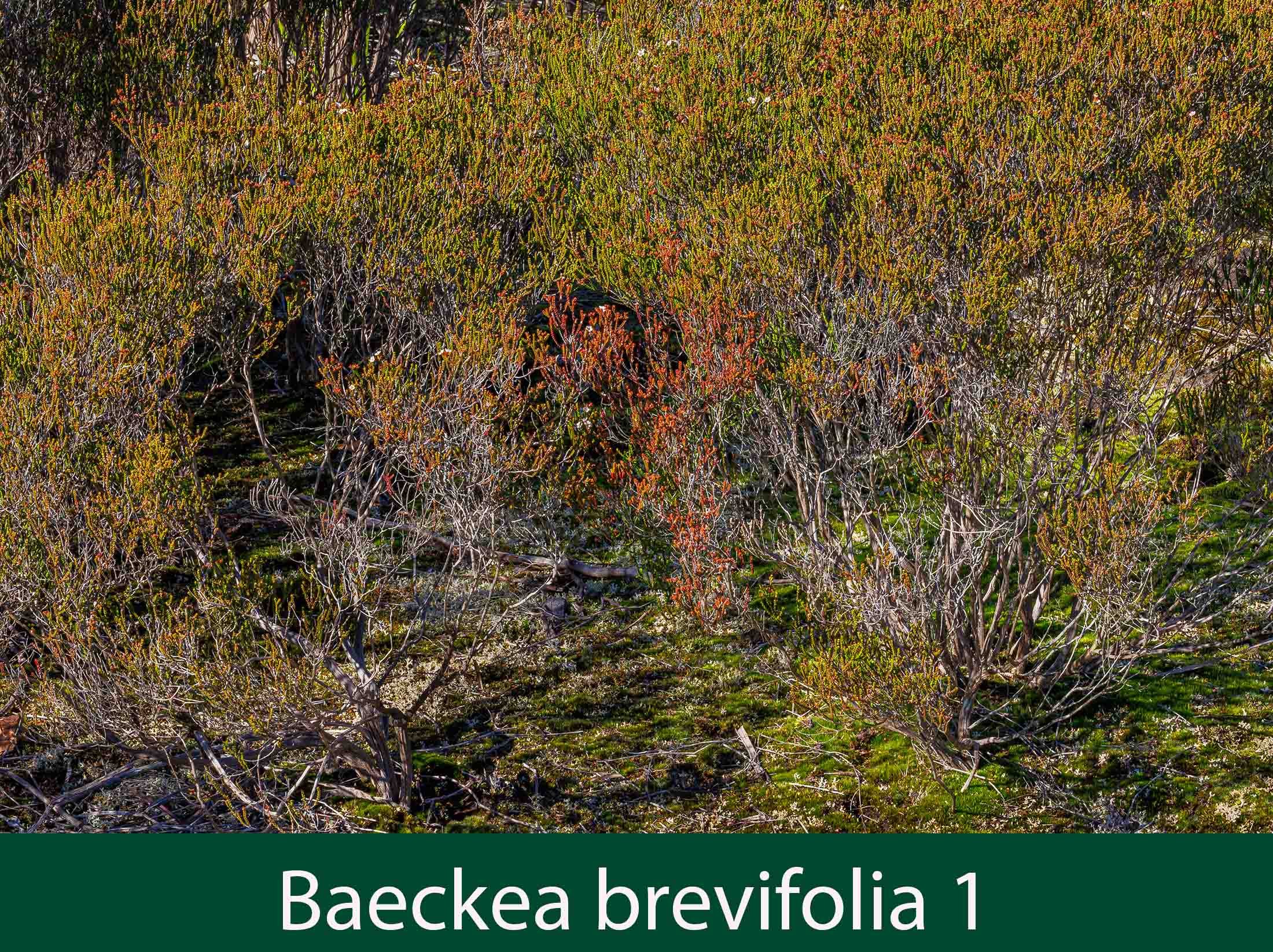 Baeckea brevifolia 1.jpg