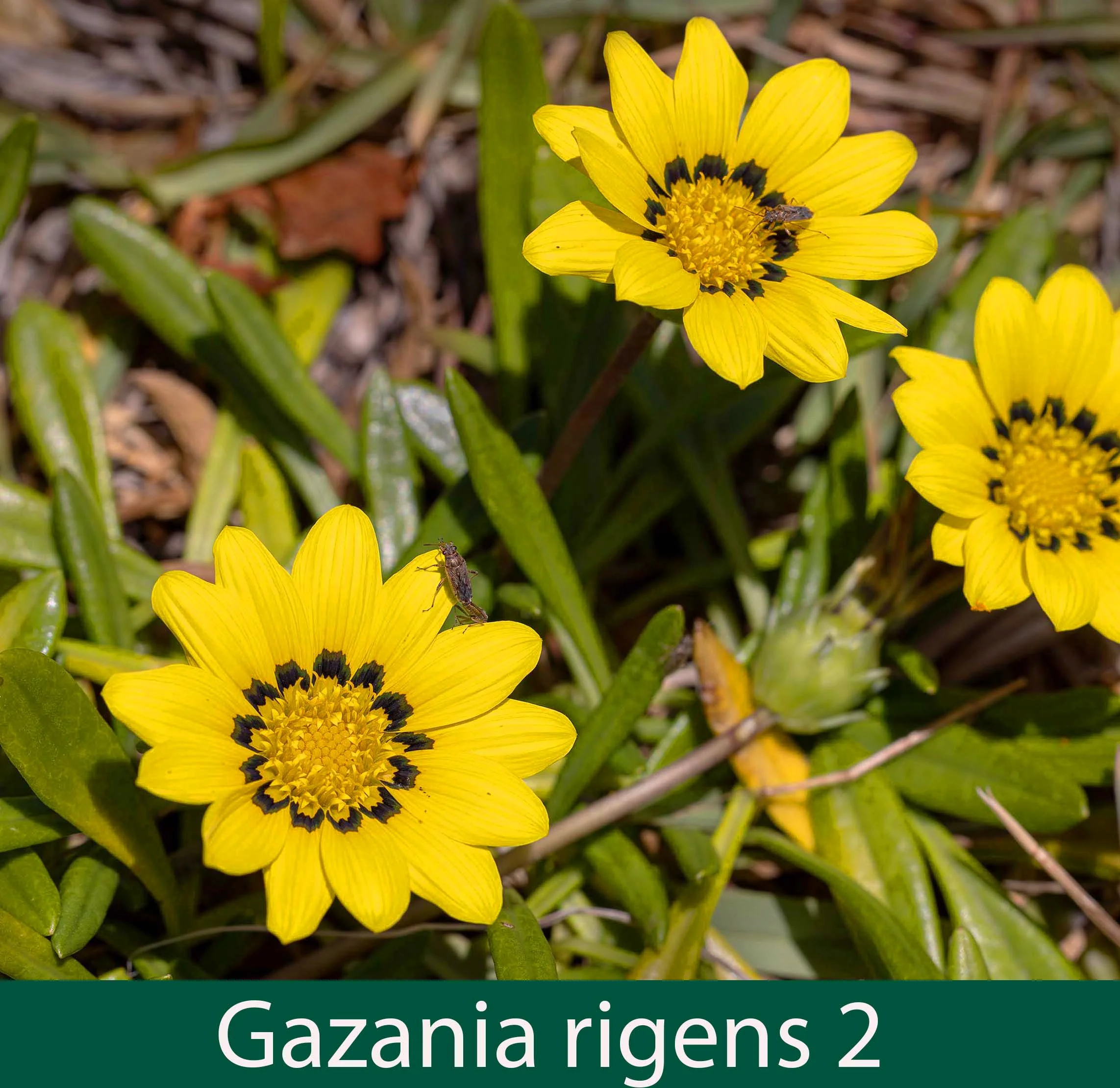 Gazania rigens yellow 2_.jpg
