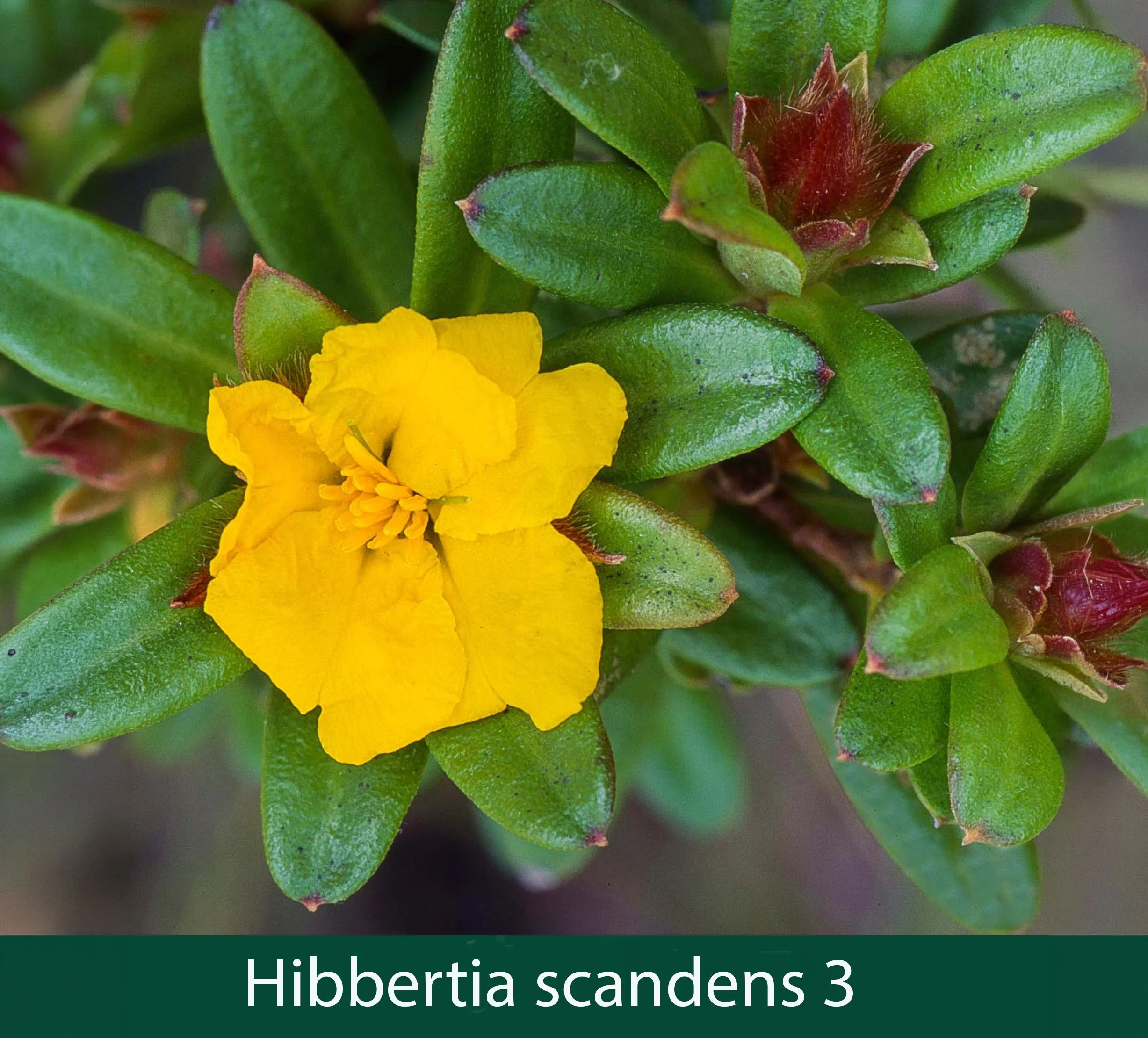 HIbbertia  5_.jpg