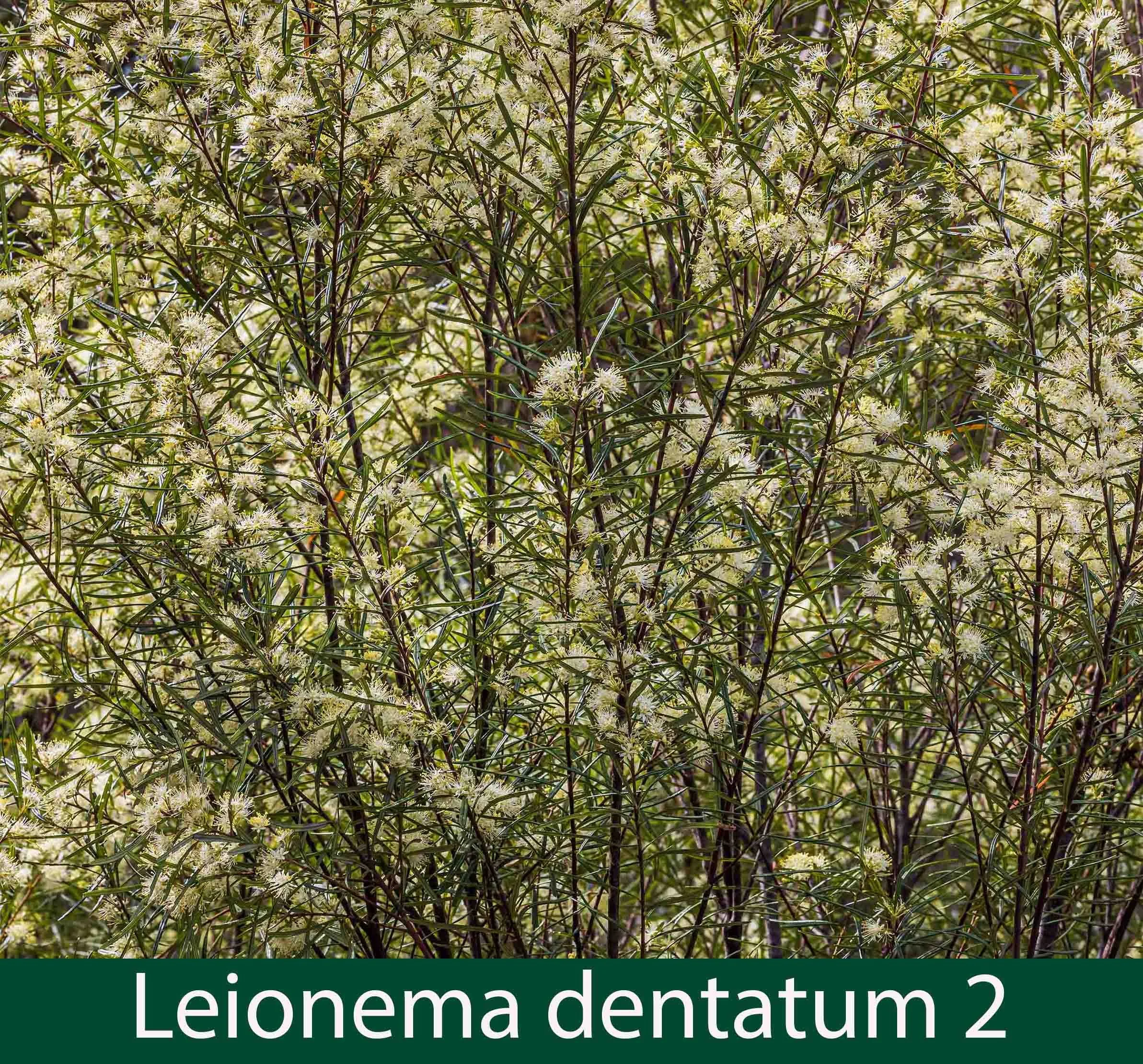 Leionema (previously phebalium) dentatum 2_.jpg