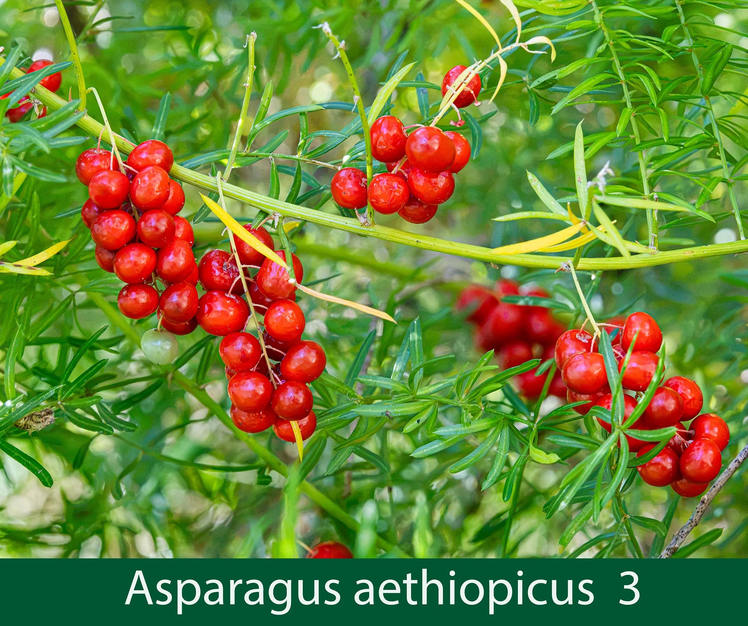 Asparagus aethiopicus  fruit .jpg