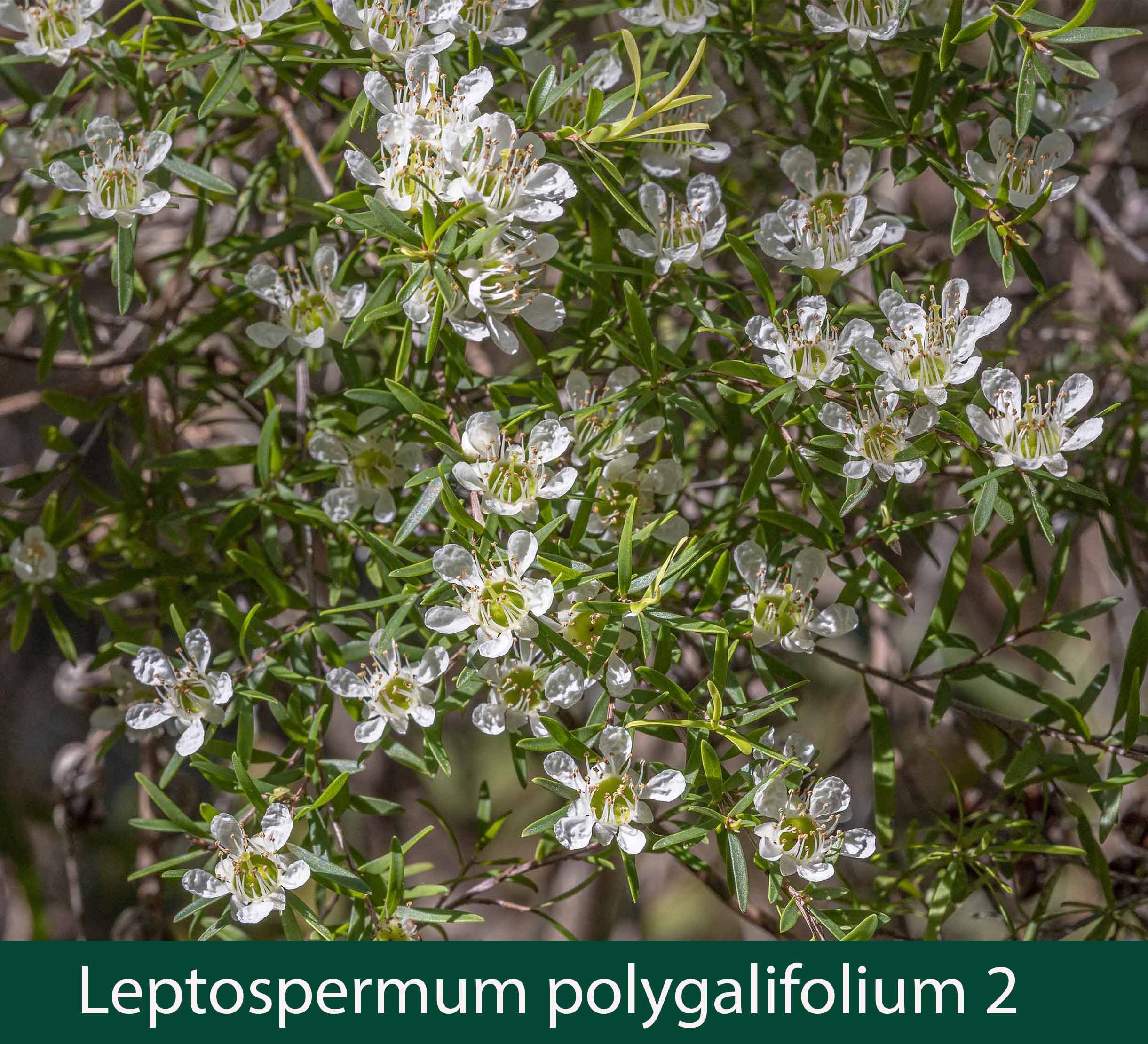 Leptospermum polygalifolium 2_.jpg