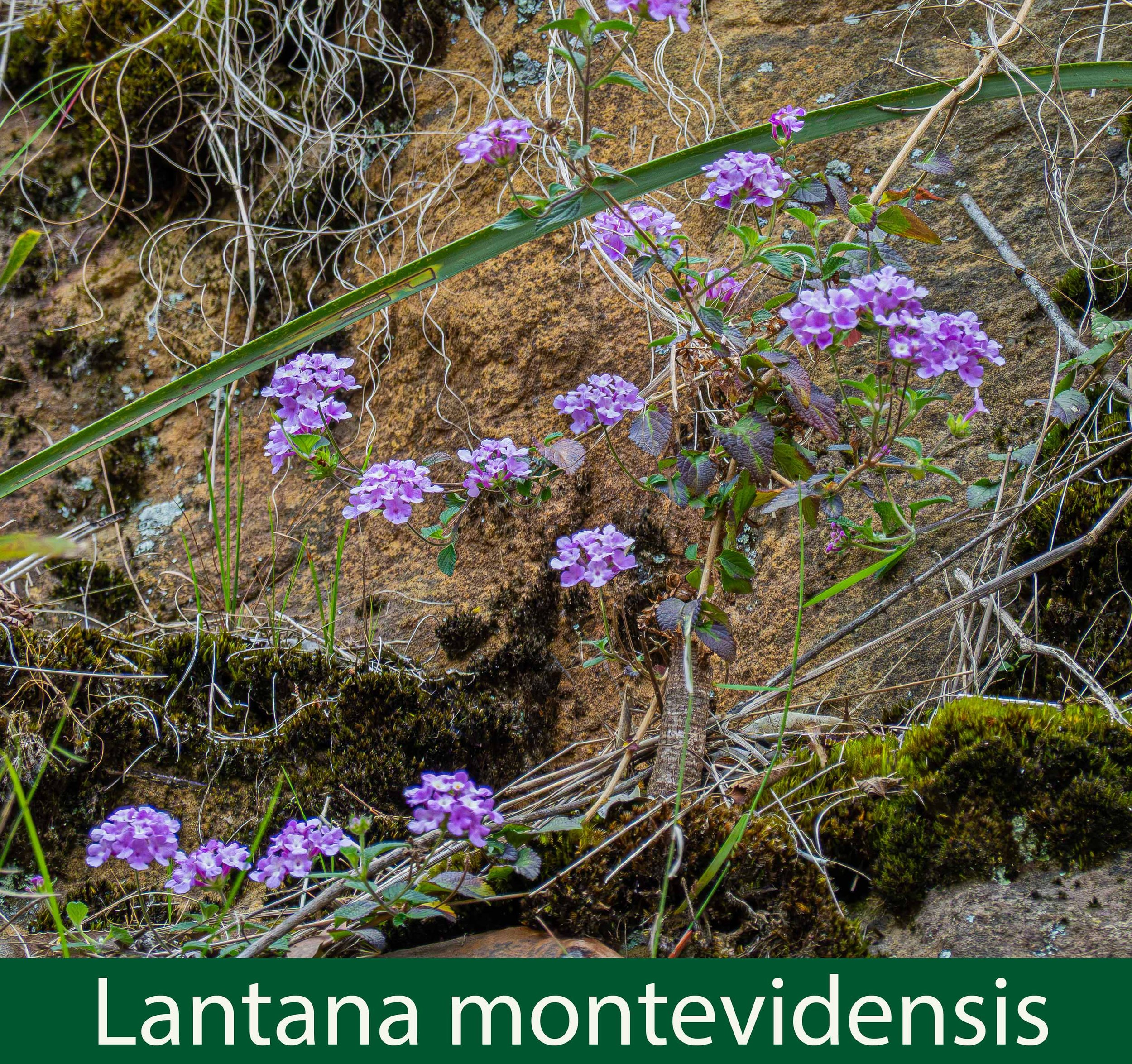 Lantana montevidensis 1--DSC01056 copy.jpg