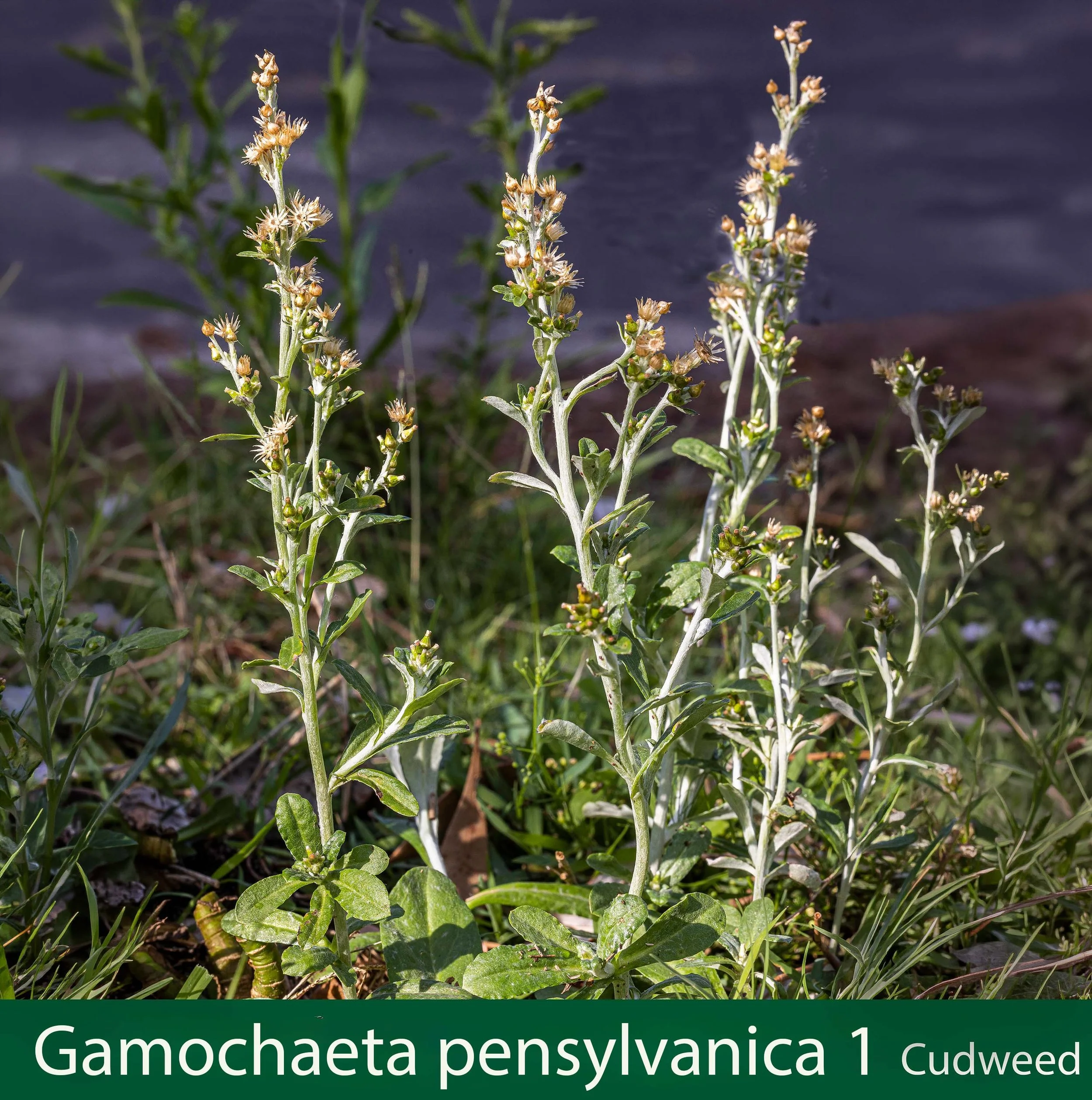 Gamochaeta pensylvanica 1 Cudweed-reduced.jpg