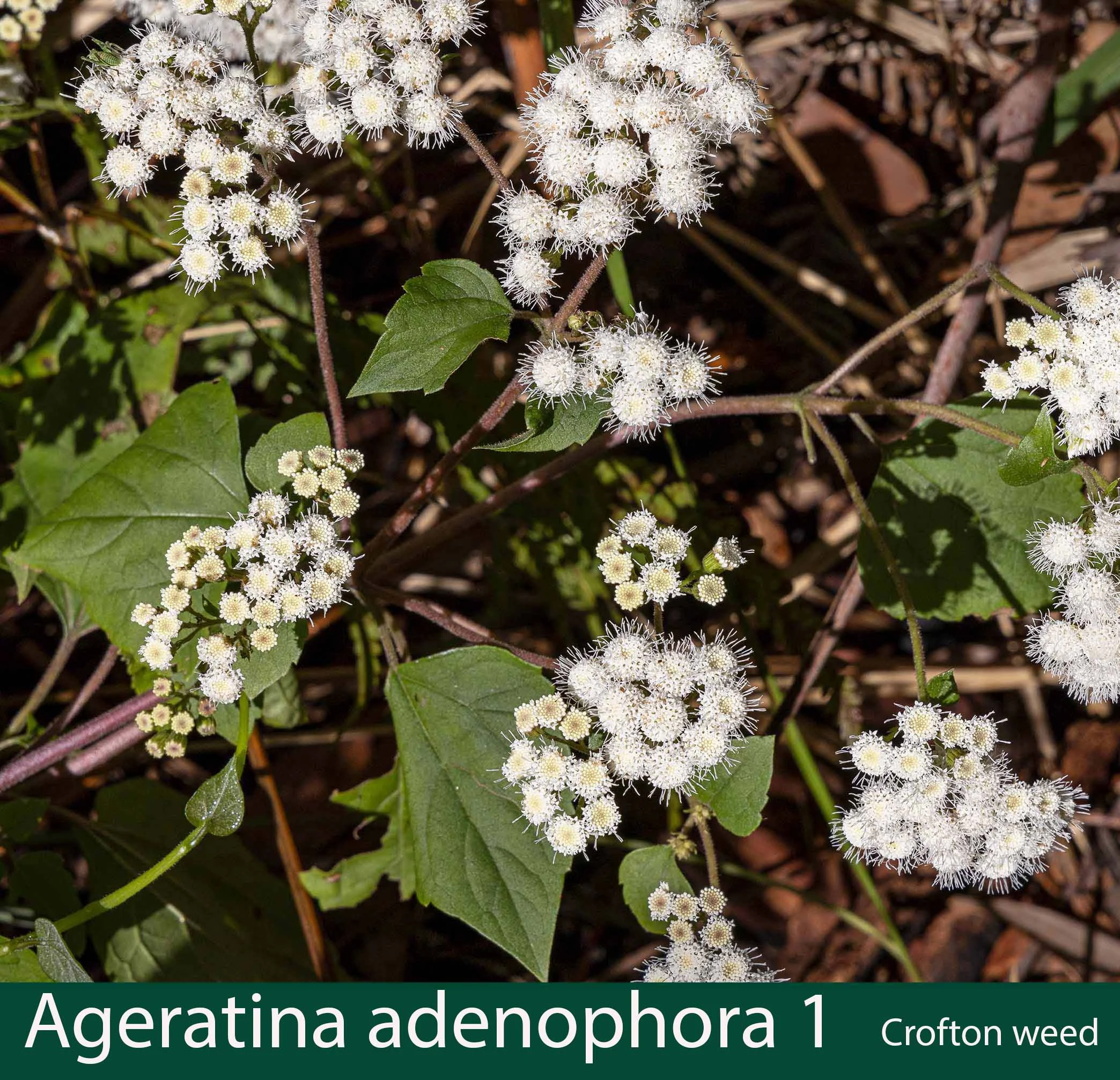 Ageratina adenophora 1 Crofton weed.jpg