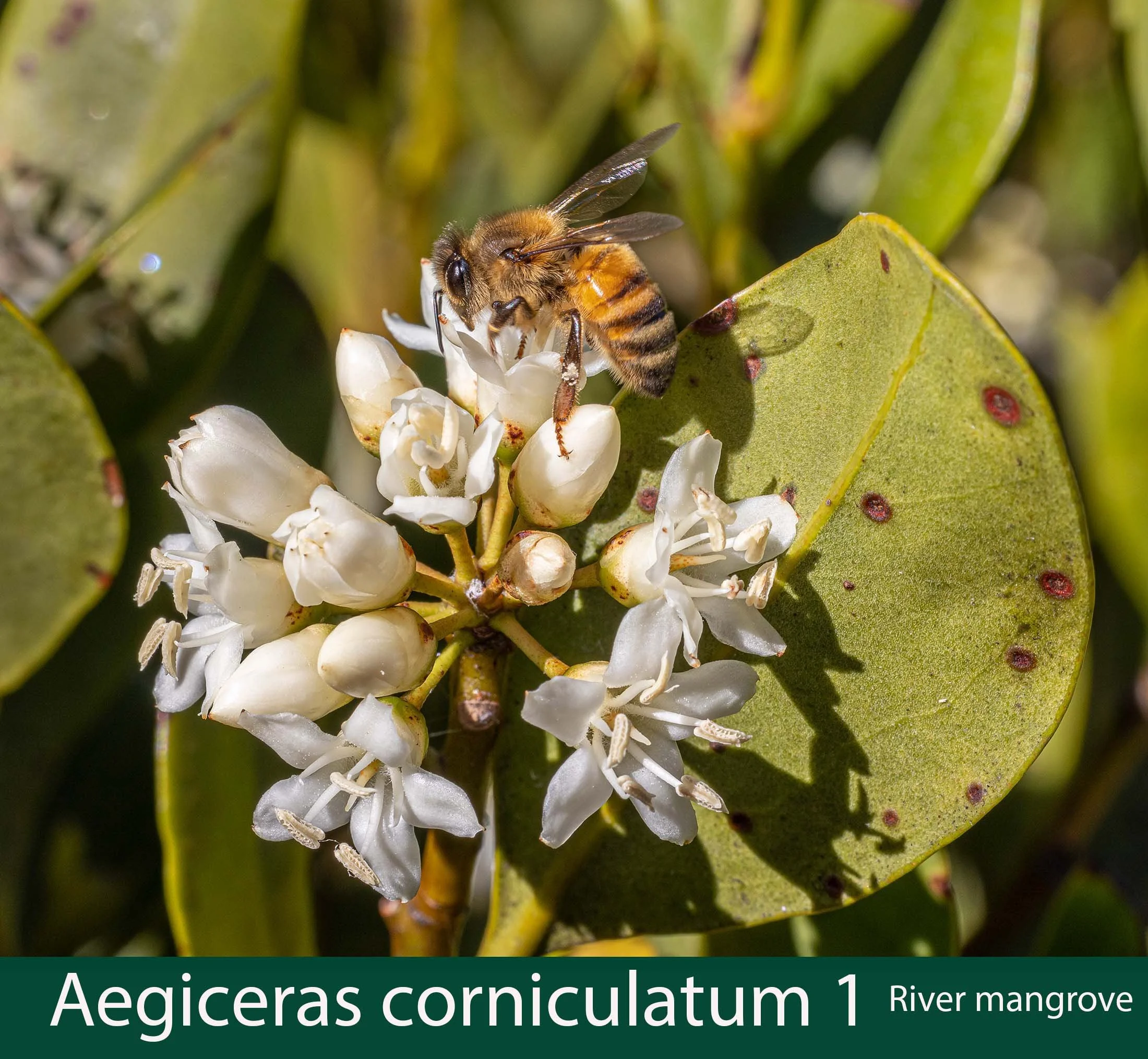 Aegiceras corniculatum 1  River mangrove.jpg