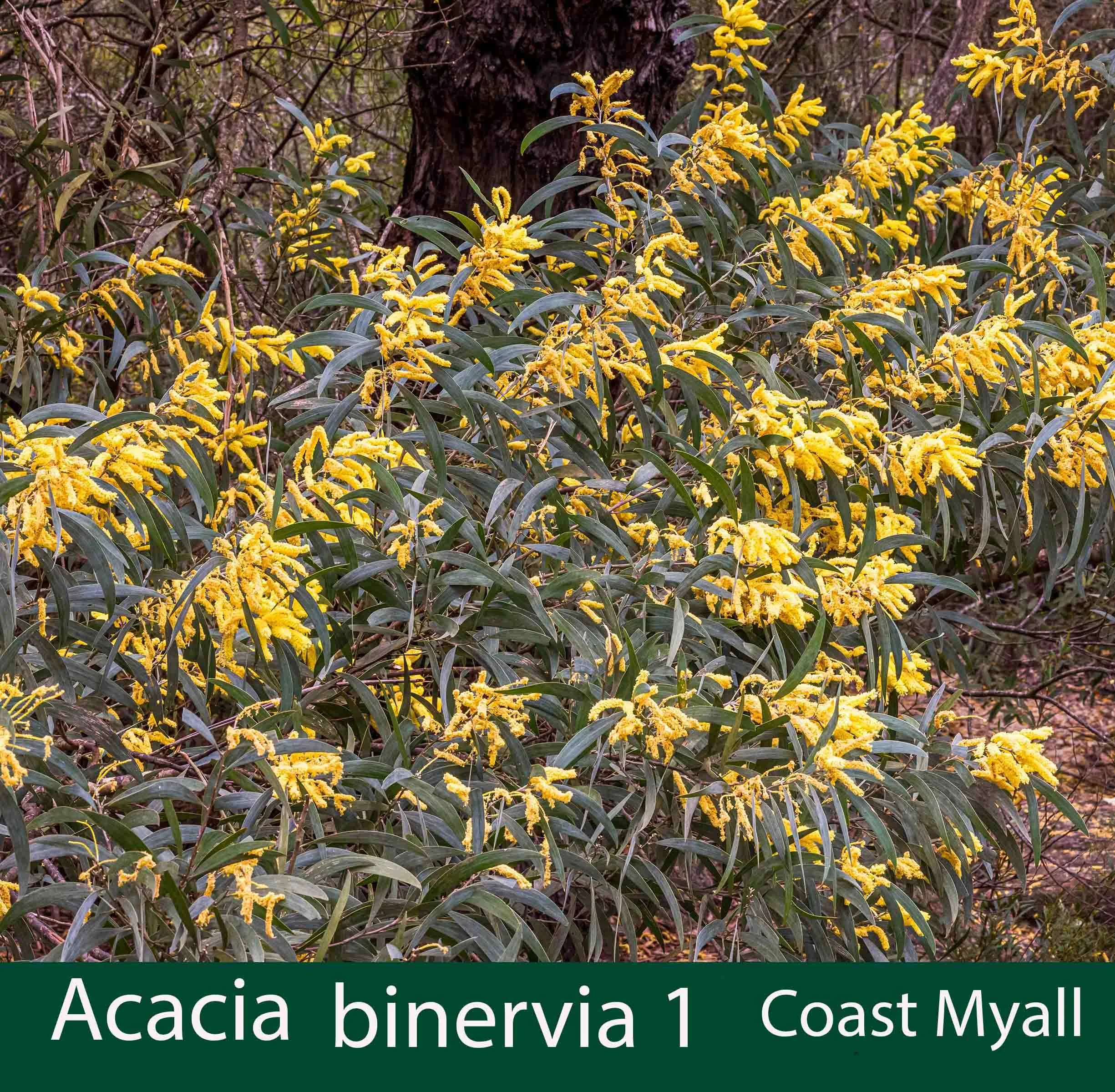 Acacia binervia 1 Coast myall .jpg