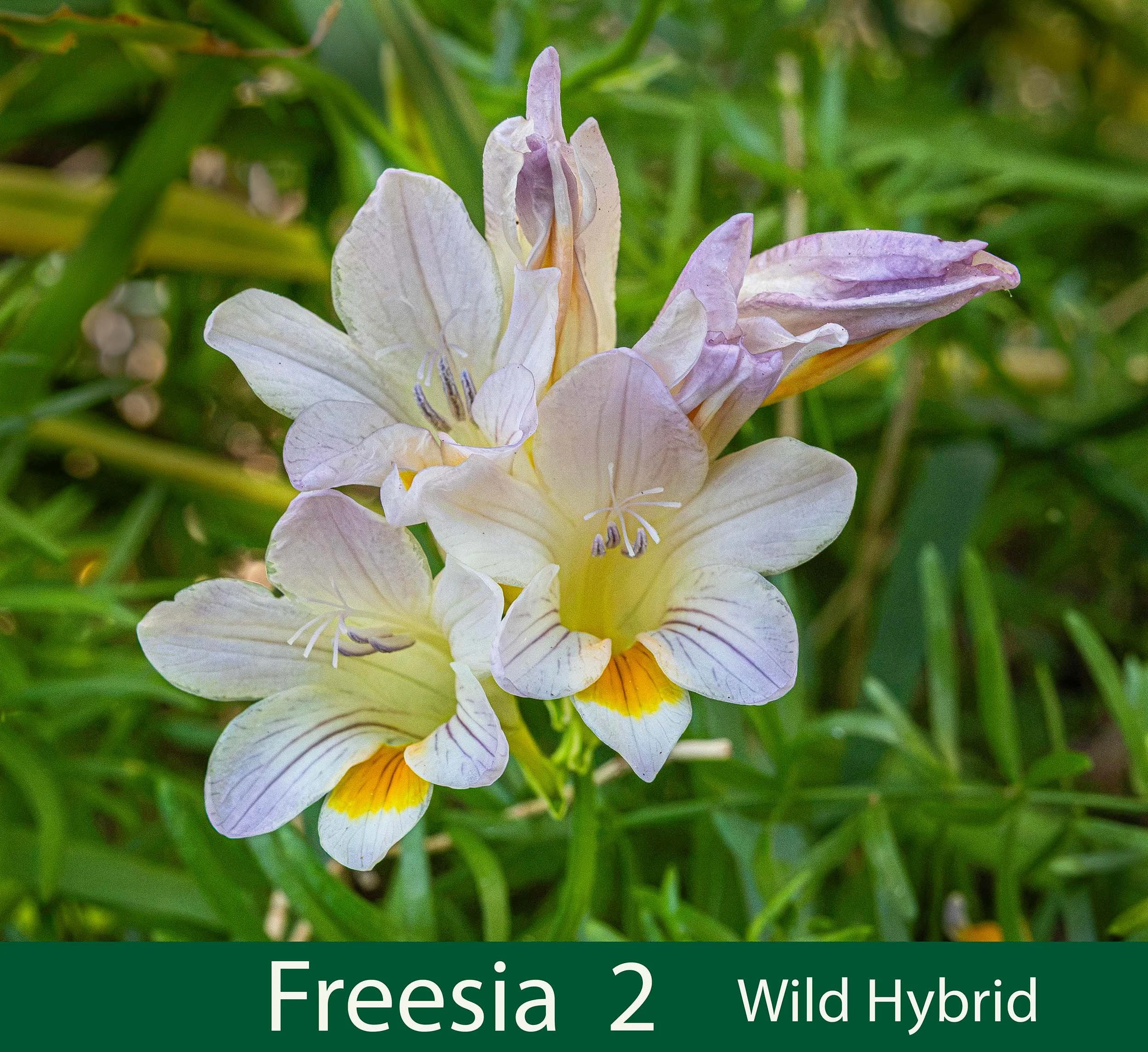Freesia wild hybrid 2-261A9288 -.jpg