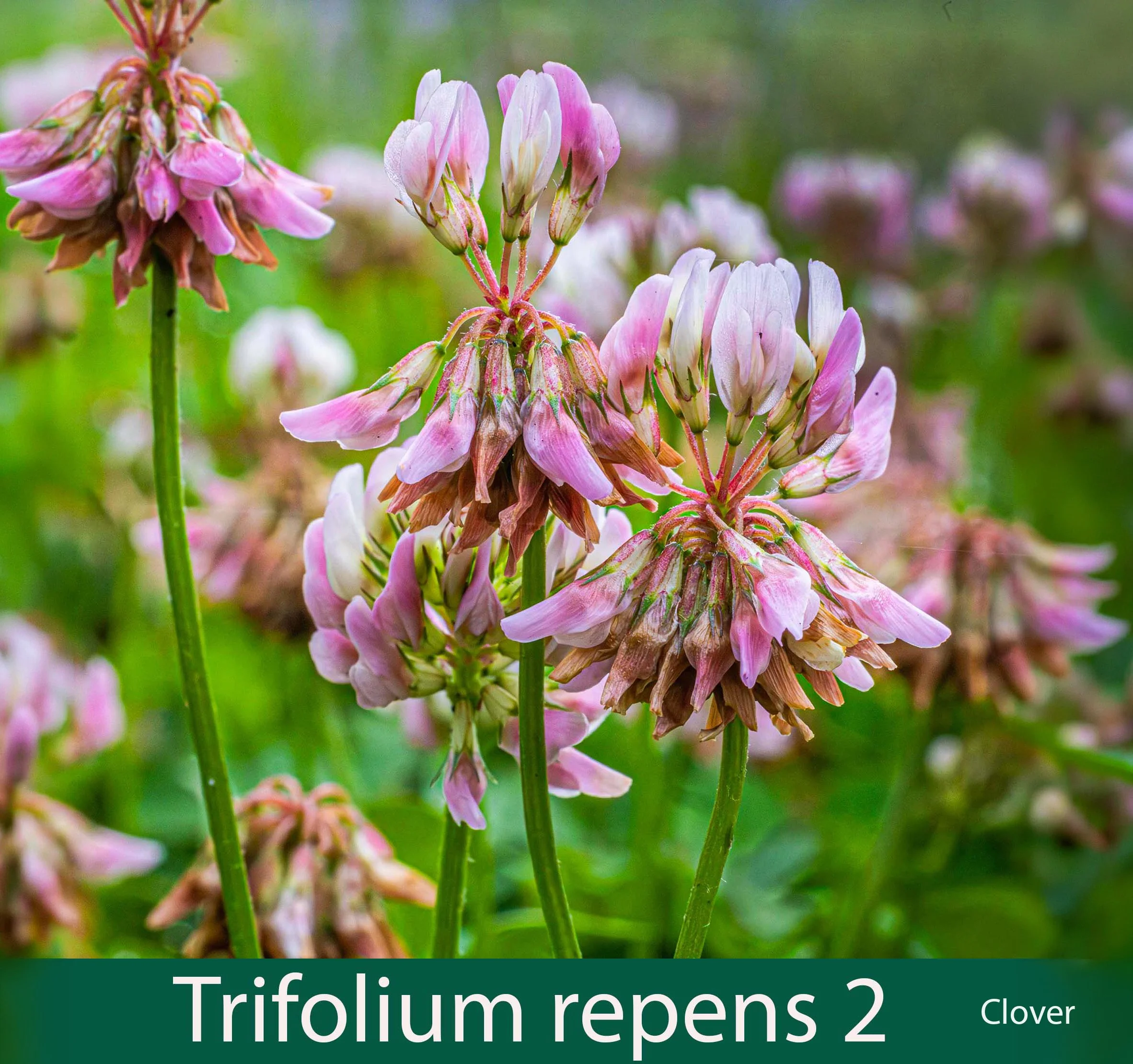 Trifolium repens  2_.jpg