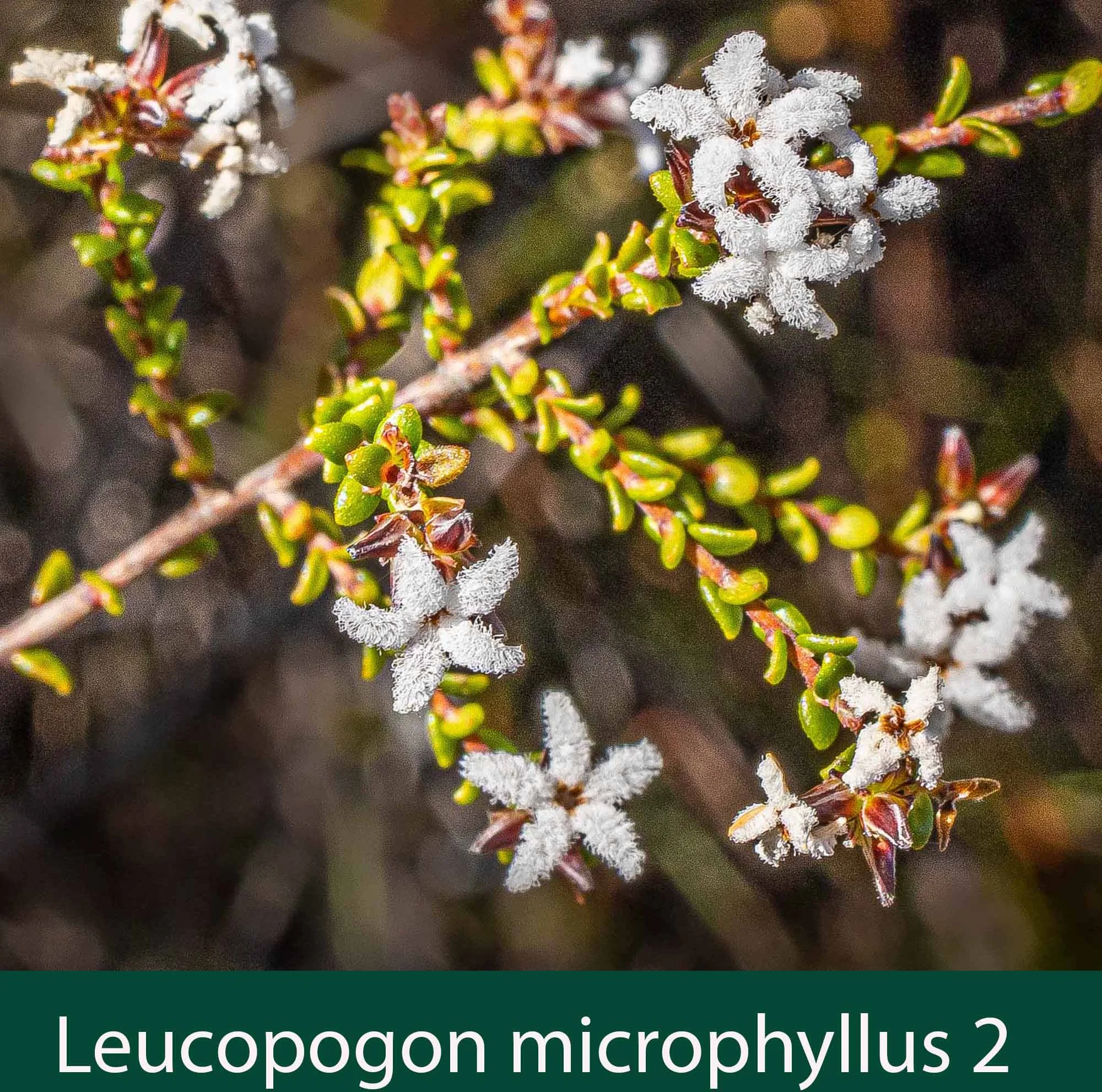 Leucopogon microphyllus 2   Small leaf beard heath.jpg